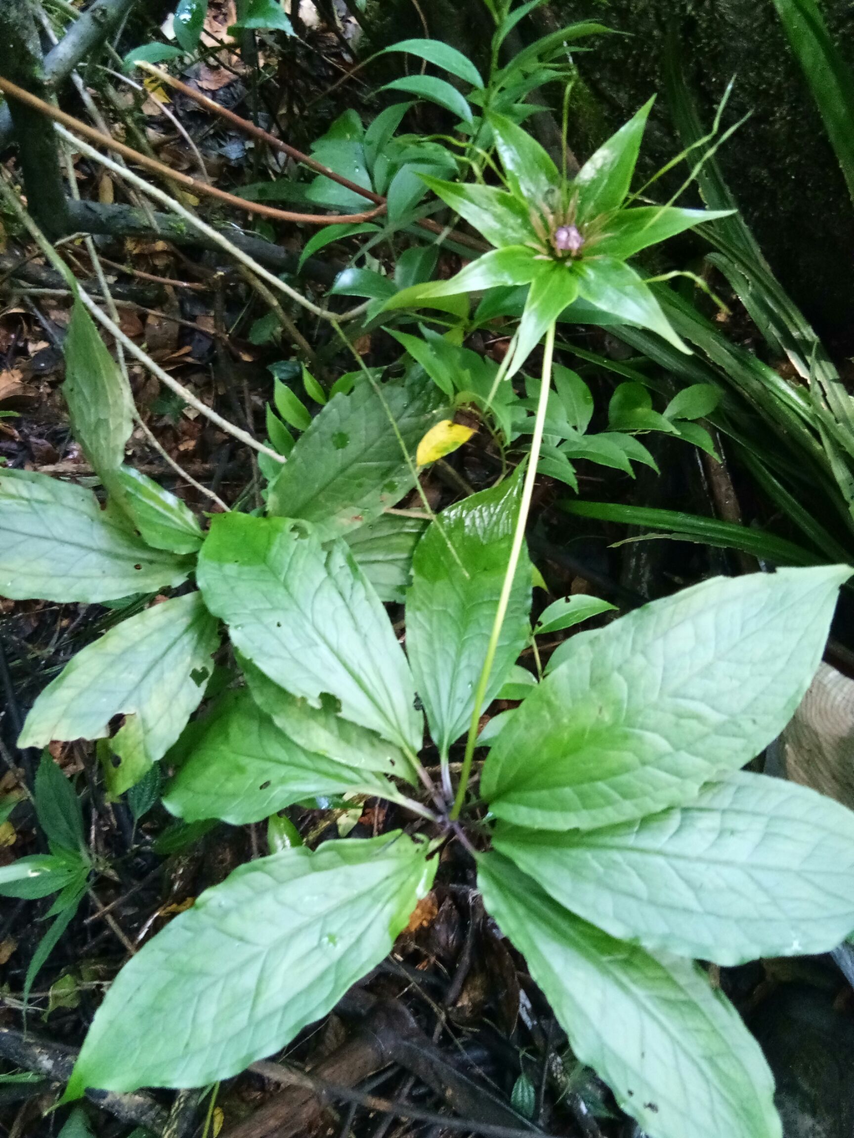 吴茱萸,重楼,四块瓦,淫羊霍,黄精,山洋芋,血藤,一把伞