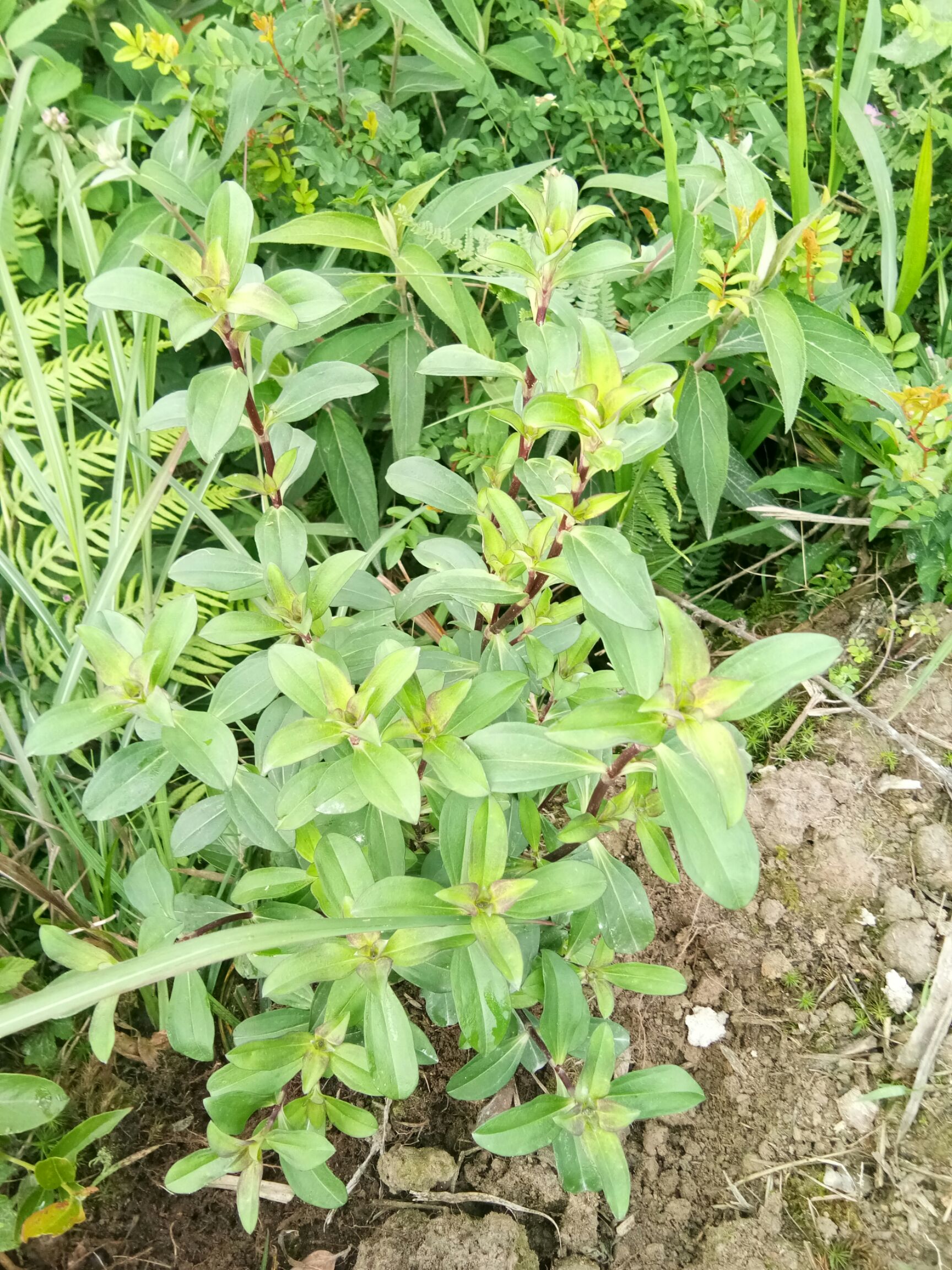 吴茱萸,重楼,四块瓦,淫羊霍,黄精,山洋芋,血藤,一把伞