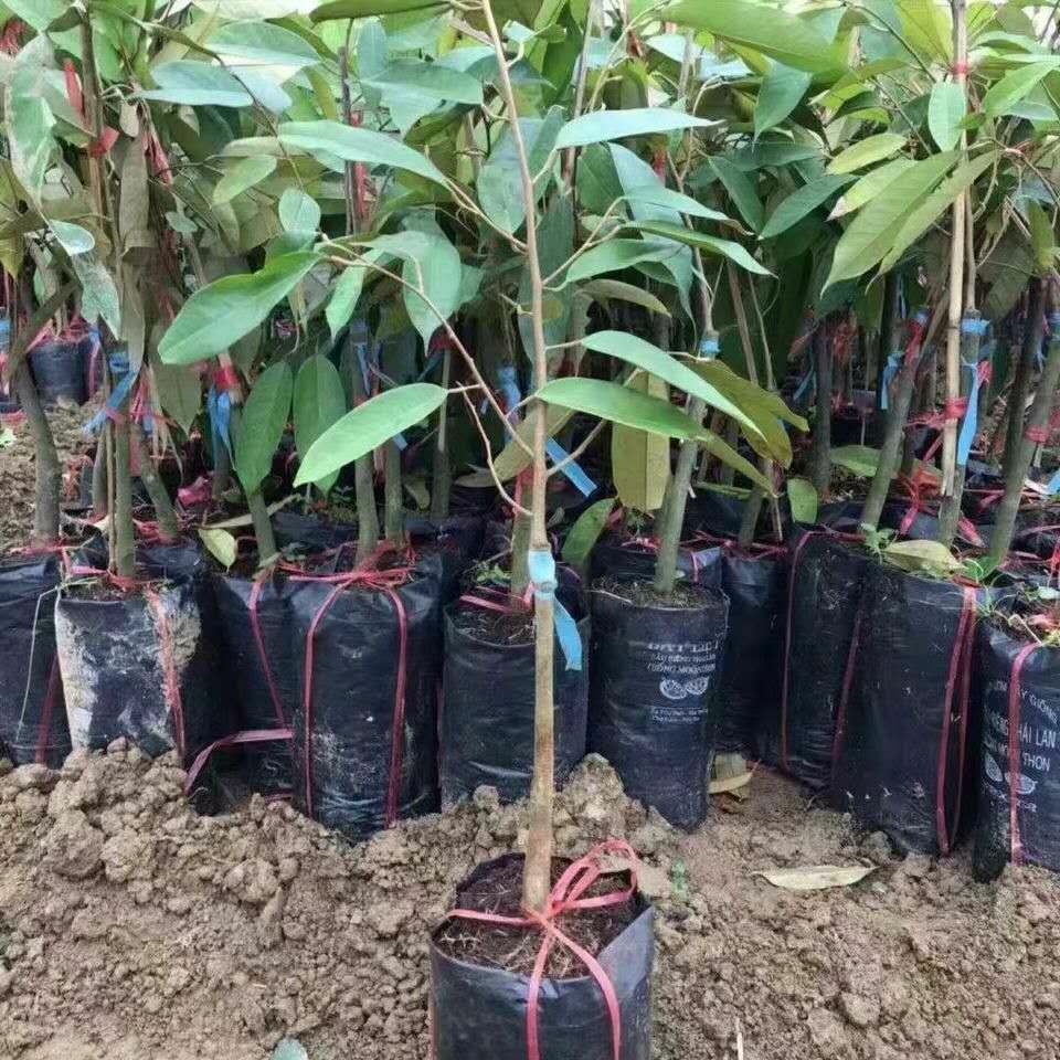 金枕榴莲苗 嫁接果树苗 当年结果 盆栽 阳台庭院南北方四季