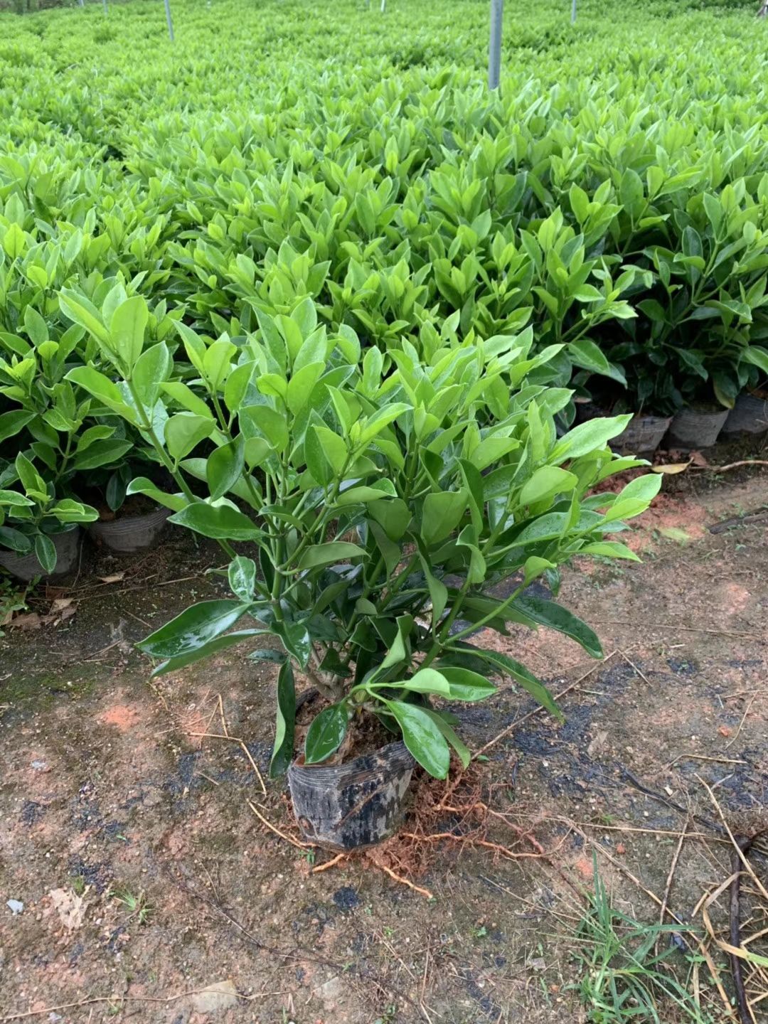非洲茉莉 本场现有大量3/7斤袋地被苗出售
