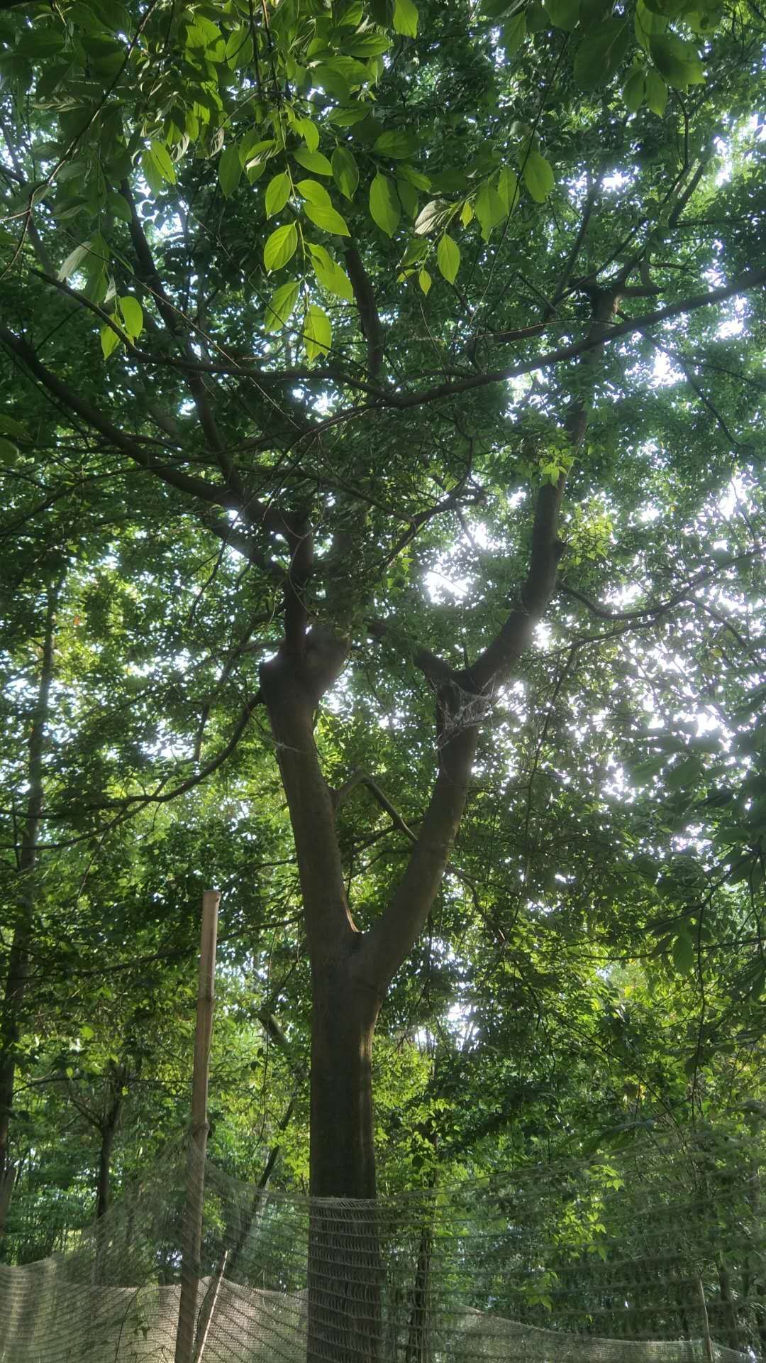 有各规格得香樟树,朴树,桂花树,广玉兰等