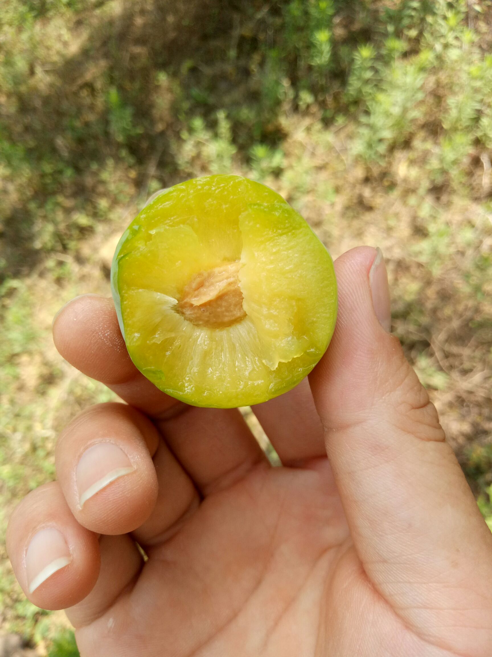 蜂糖李上市嘞!需要的联系.