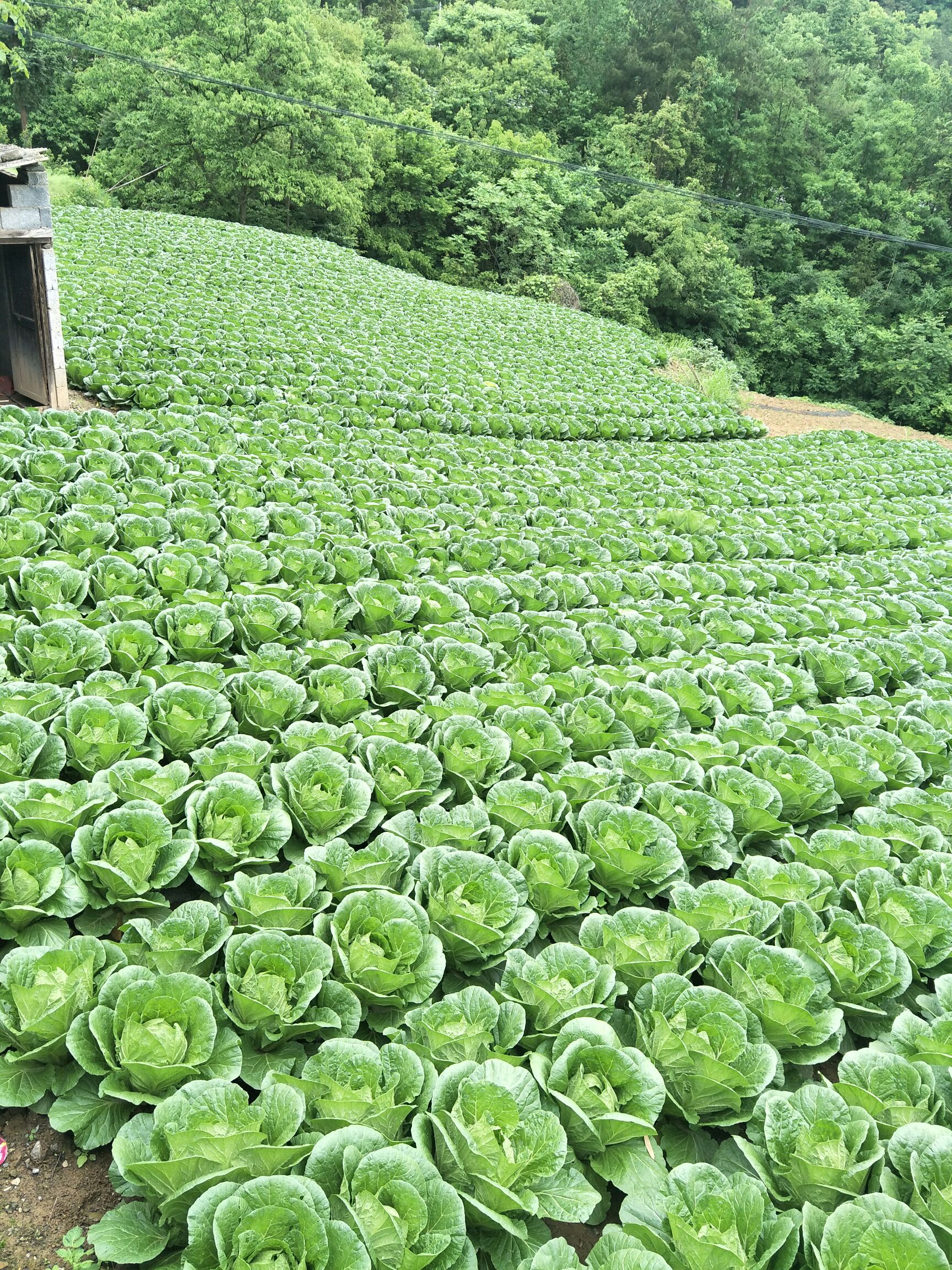 湖北长阳高山大白菜已经上市