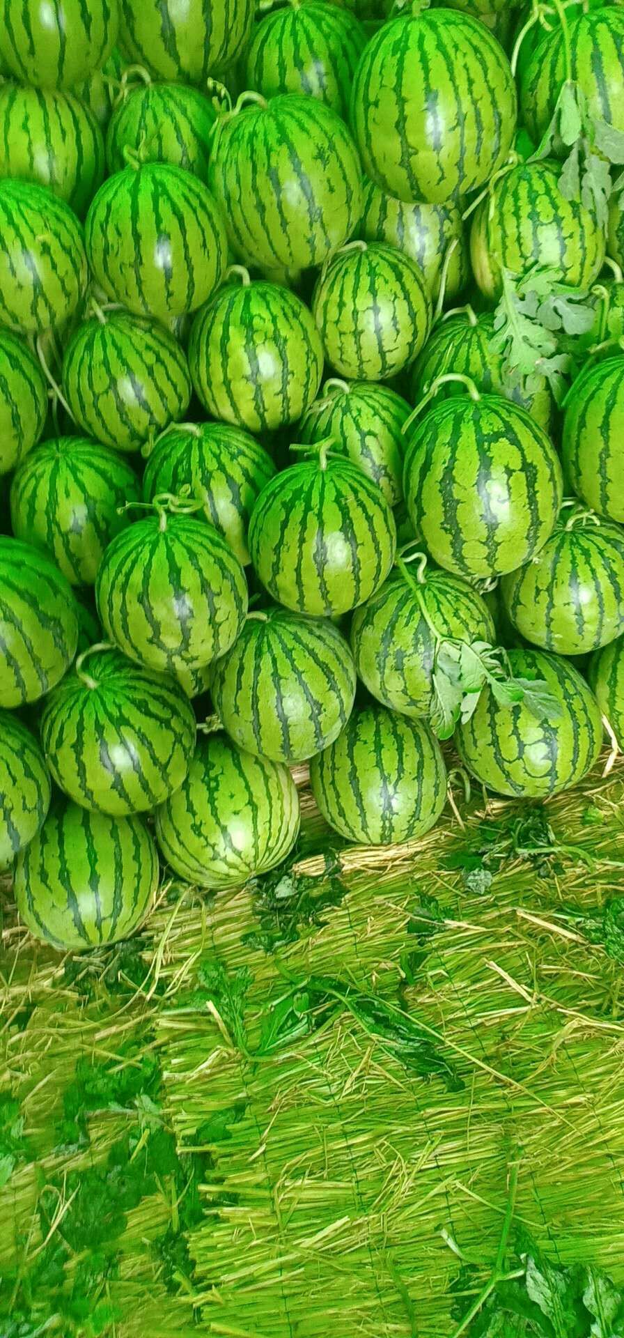 [京欣西瓜批发] 砀山县西瓜大量上市中,大红瓤全