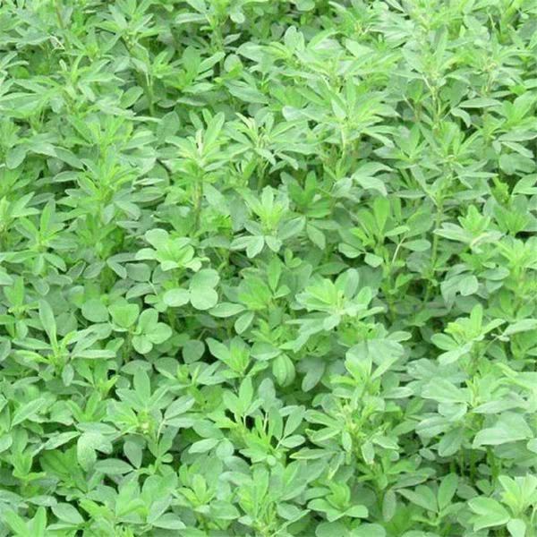 紫花苜蓿种子 紫花苜宿种子 牧草之王 6斤/亩 高产 发芽率高