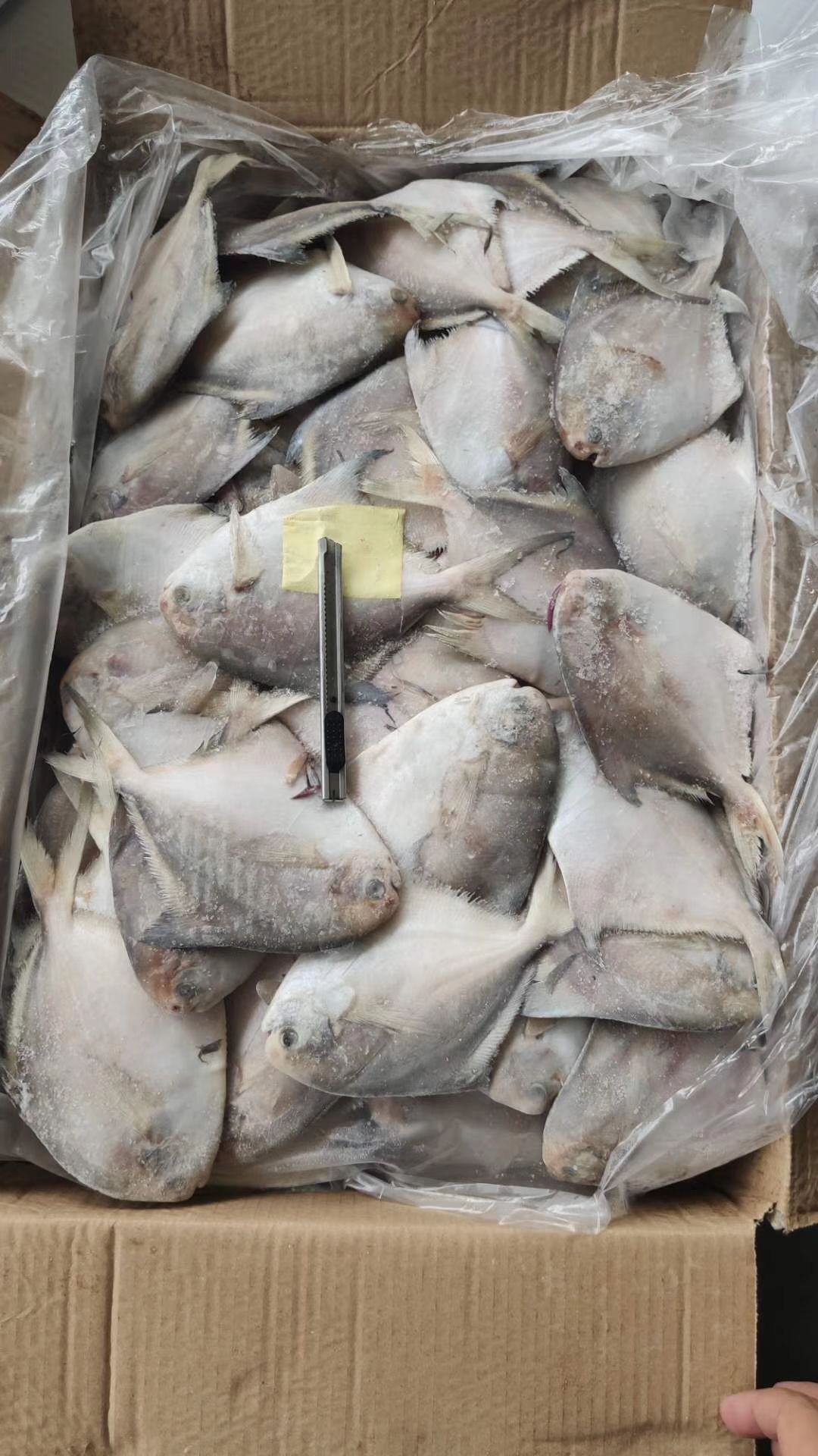 船冻鲳鱼