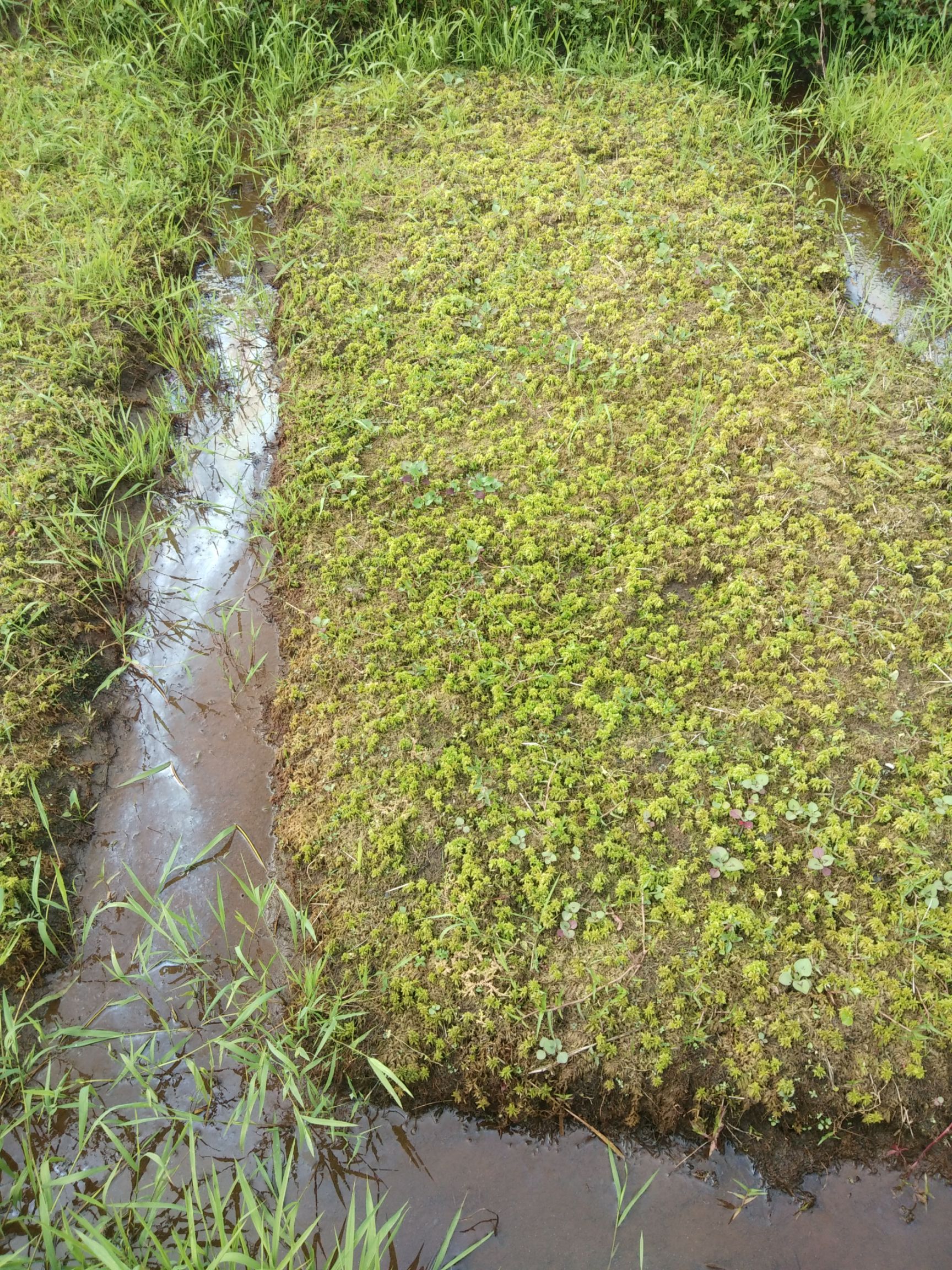 水苔苔藓优质水苔