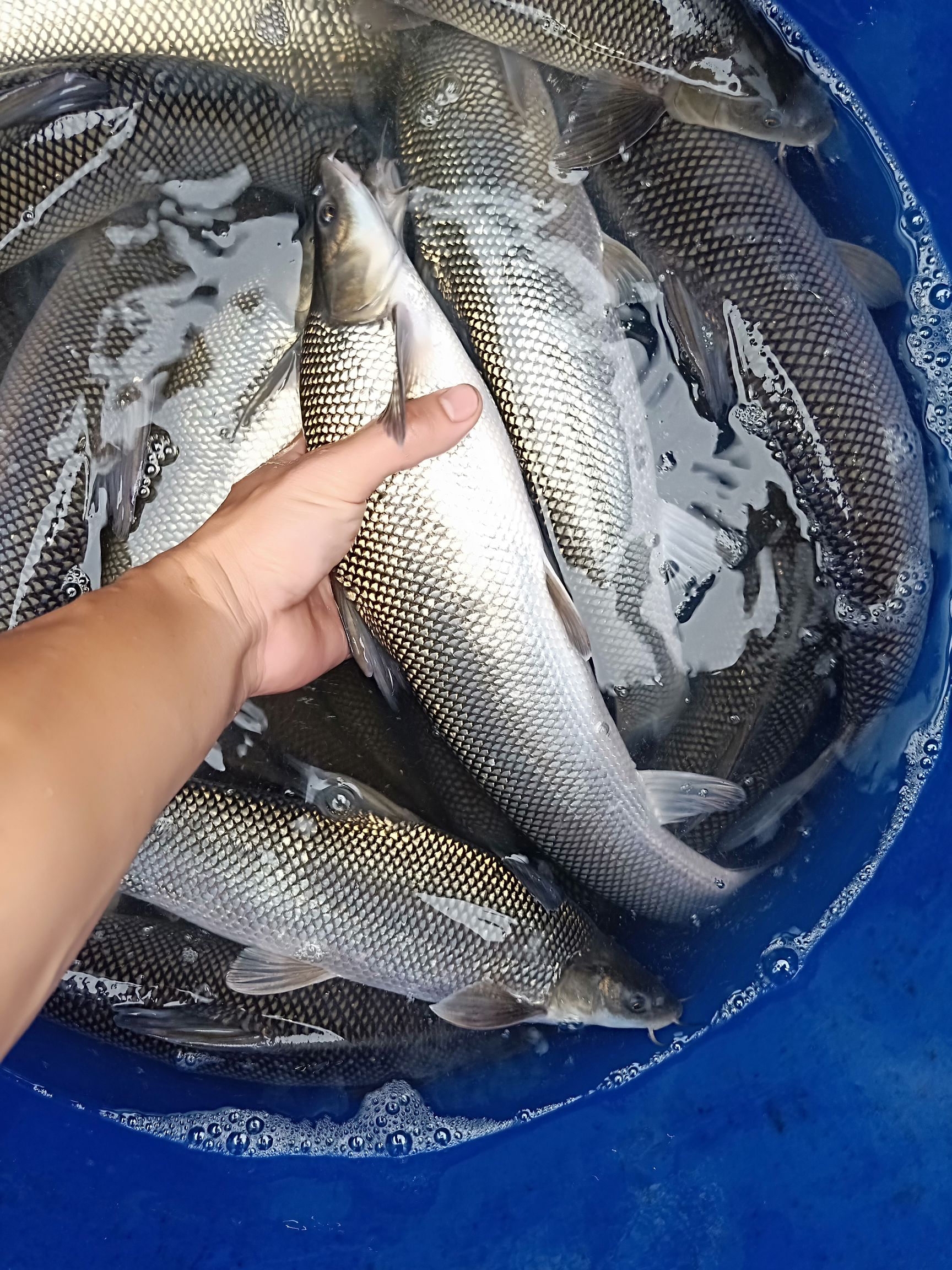 淡水银鳕鱼 吊水网箱银鳕鱼皮毛好味道佳