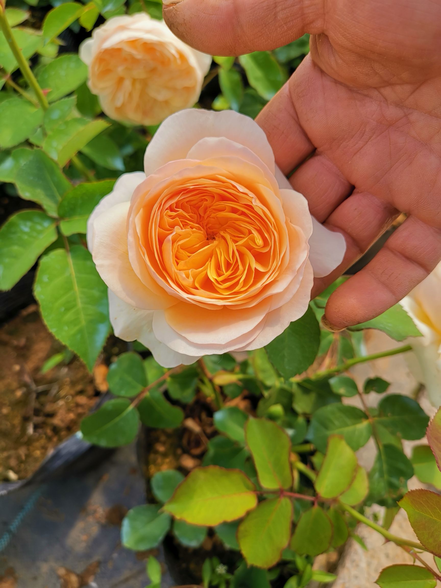 月季花苗中苗大苗欧月盆栽苗欧洲品种月季苗工程月季苗
