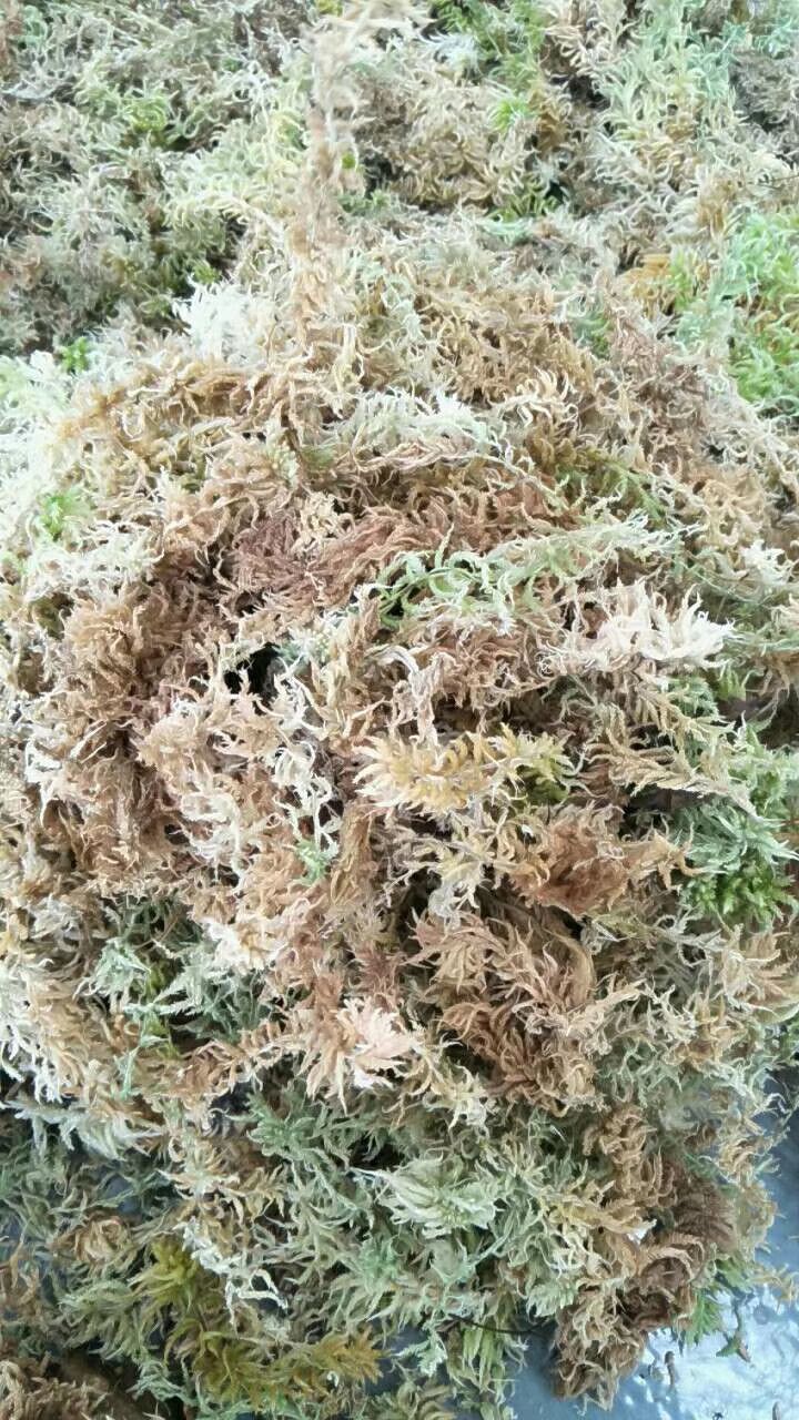 水苔苔藓优质水苔