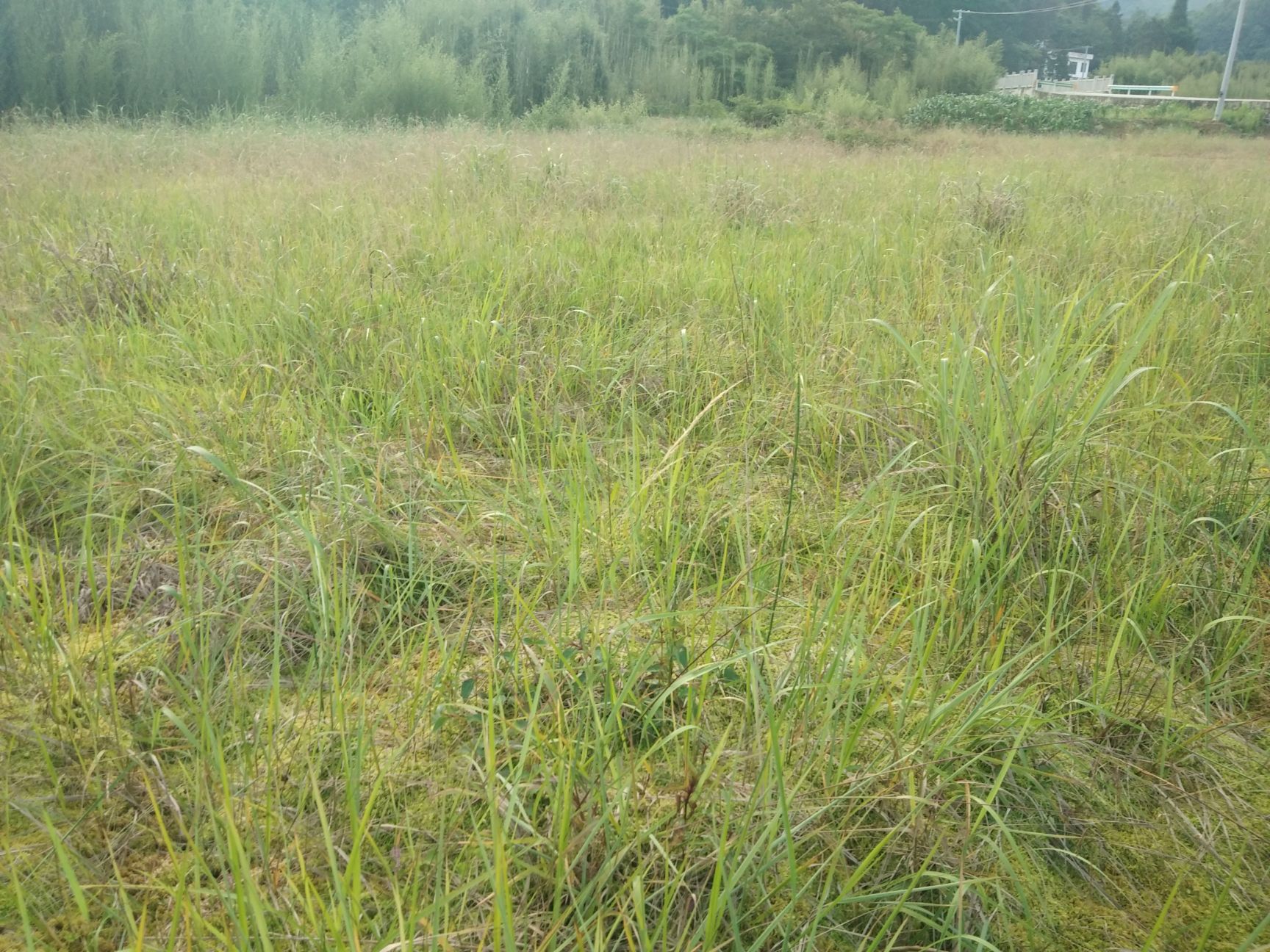 水苔苔藓 优质水苔