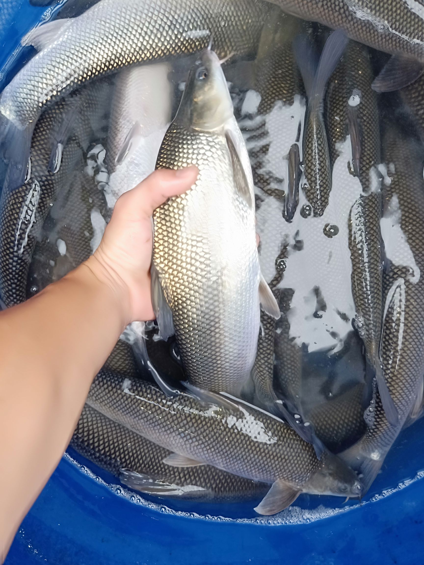 淡水银鳕鱼 吊水网箱银鳕鱼皮毛好味道佳