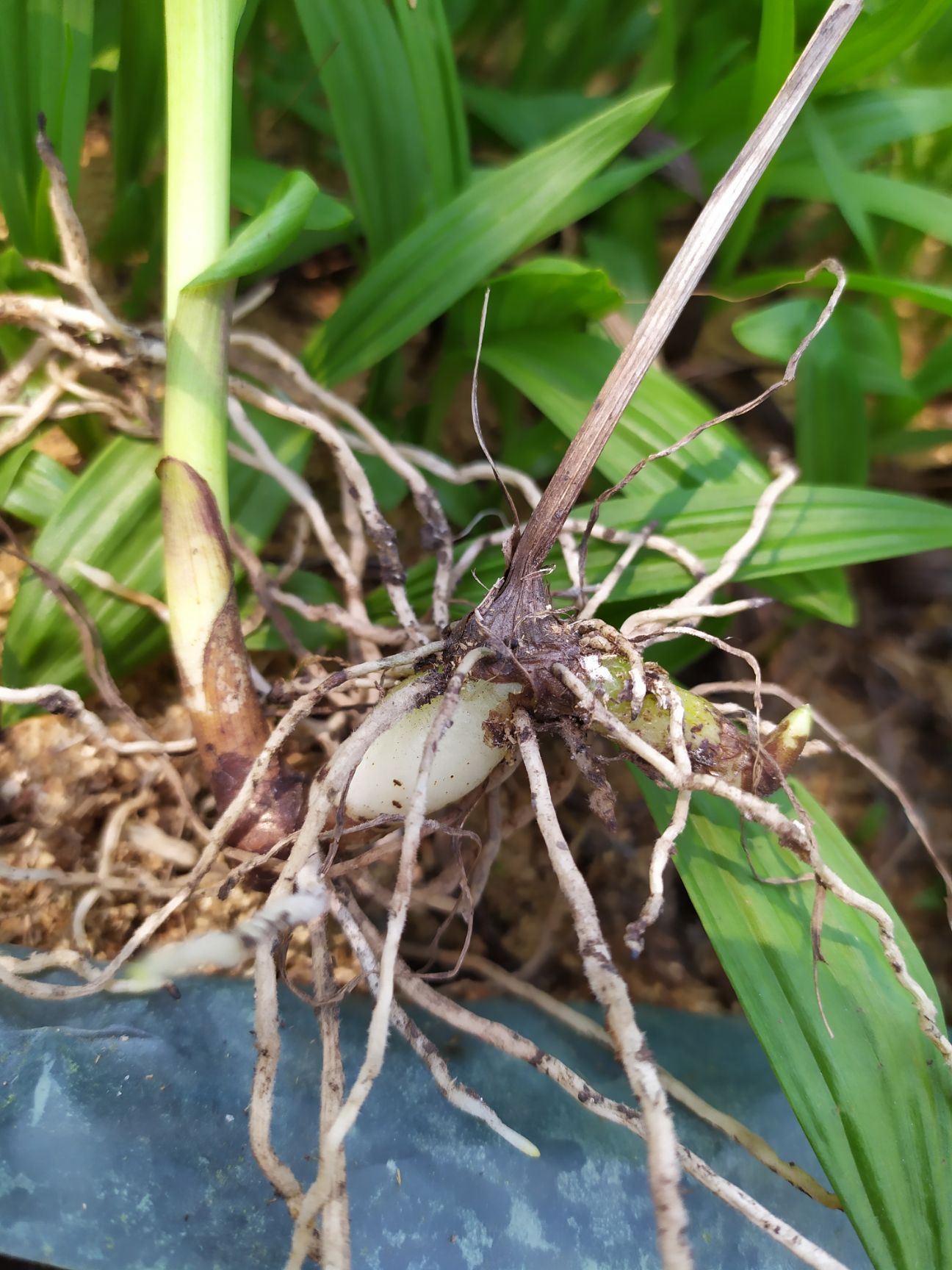 [紫花白芨苗批发]紫花白芨苗 三叉白及芨紫花价格0.3