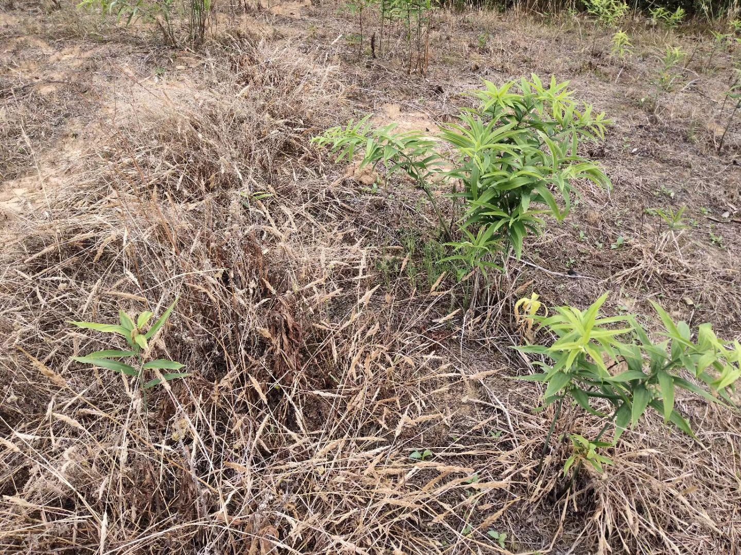 黄精专用除草剂 黄精苗 除草剂配方出售