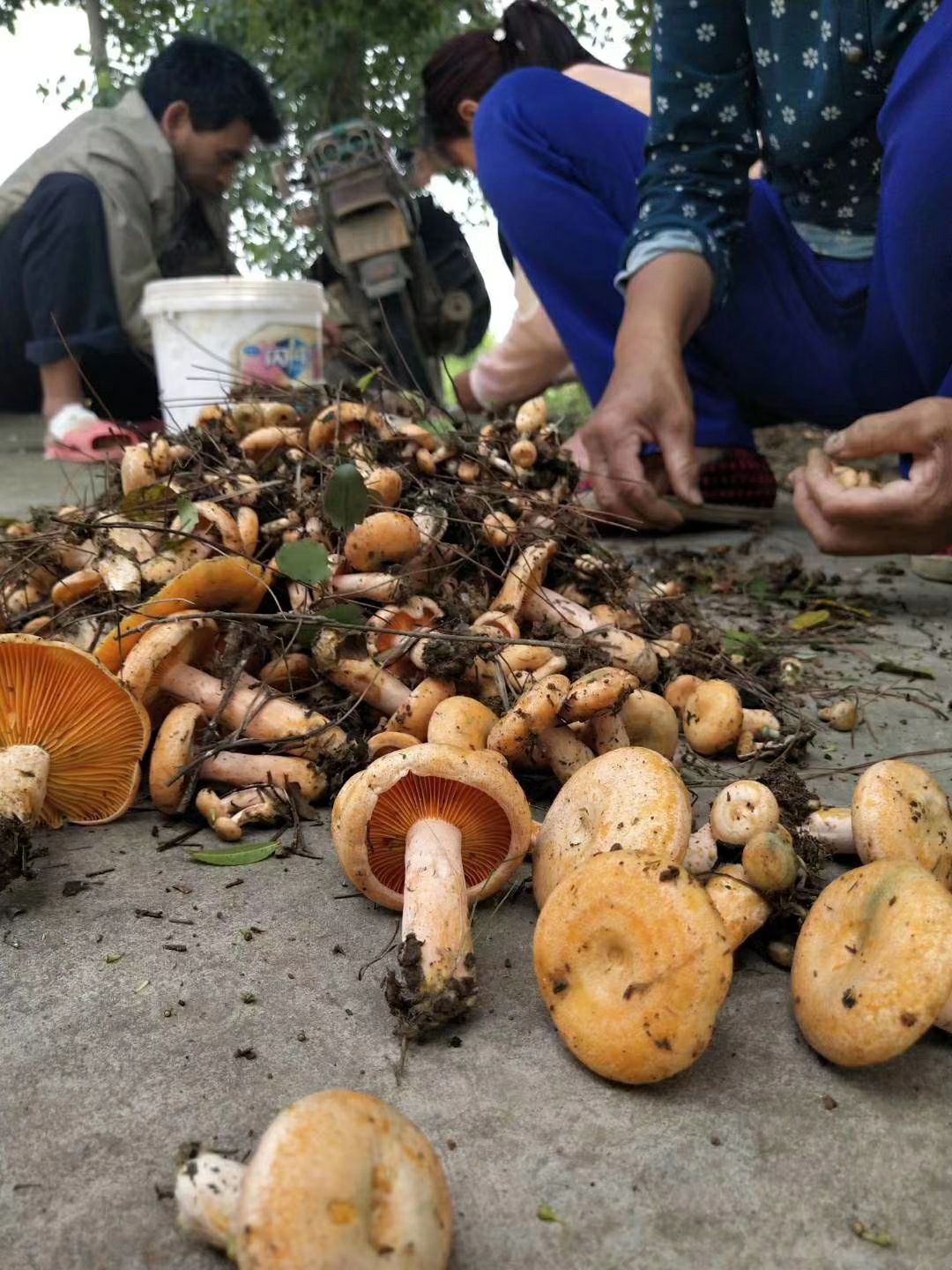 松树菌 来自大自然