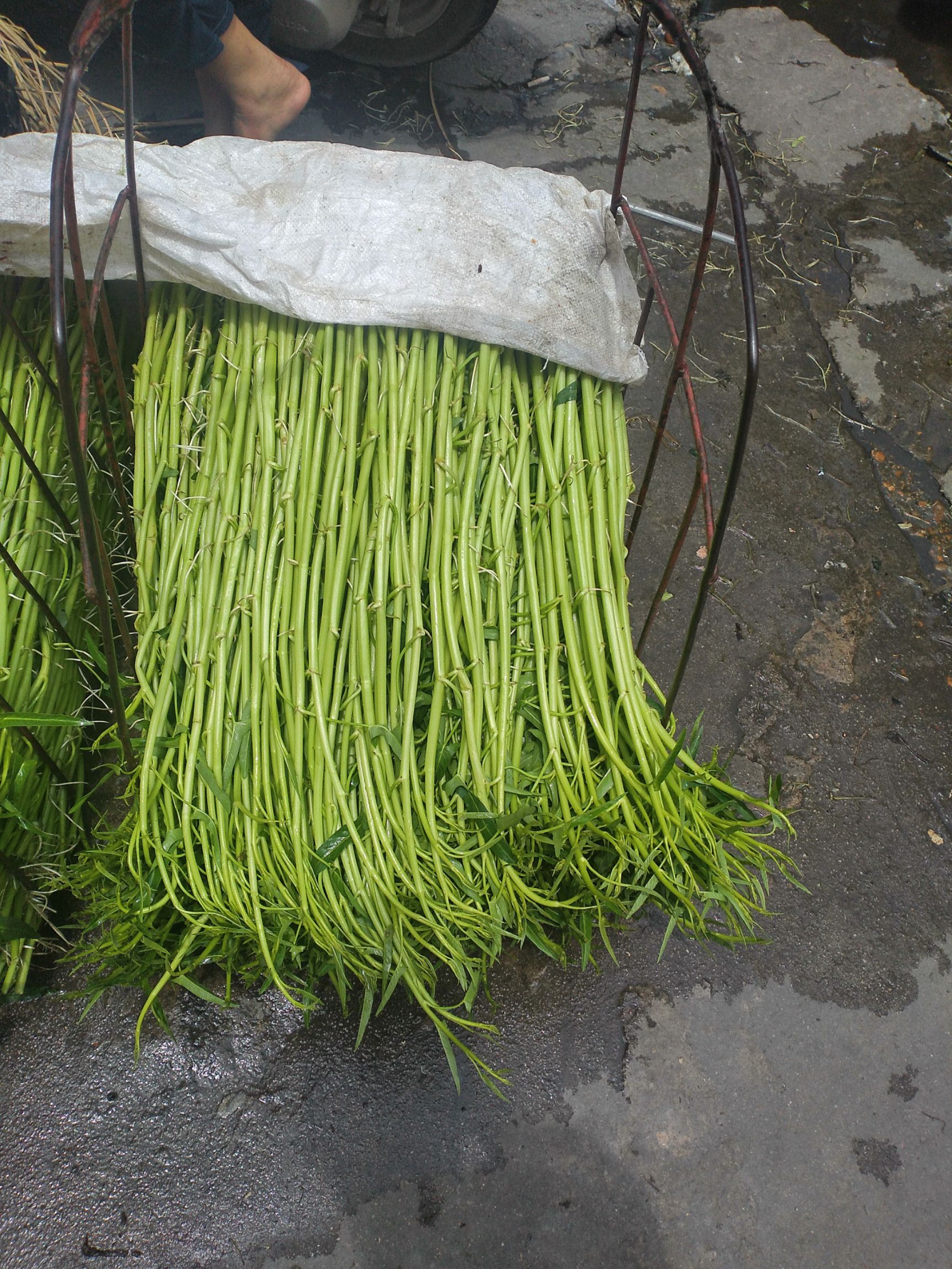 博白空心菜 头次嫩标菜脆,香爽口