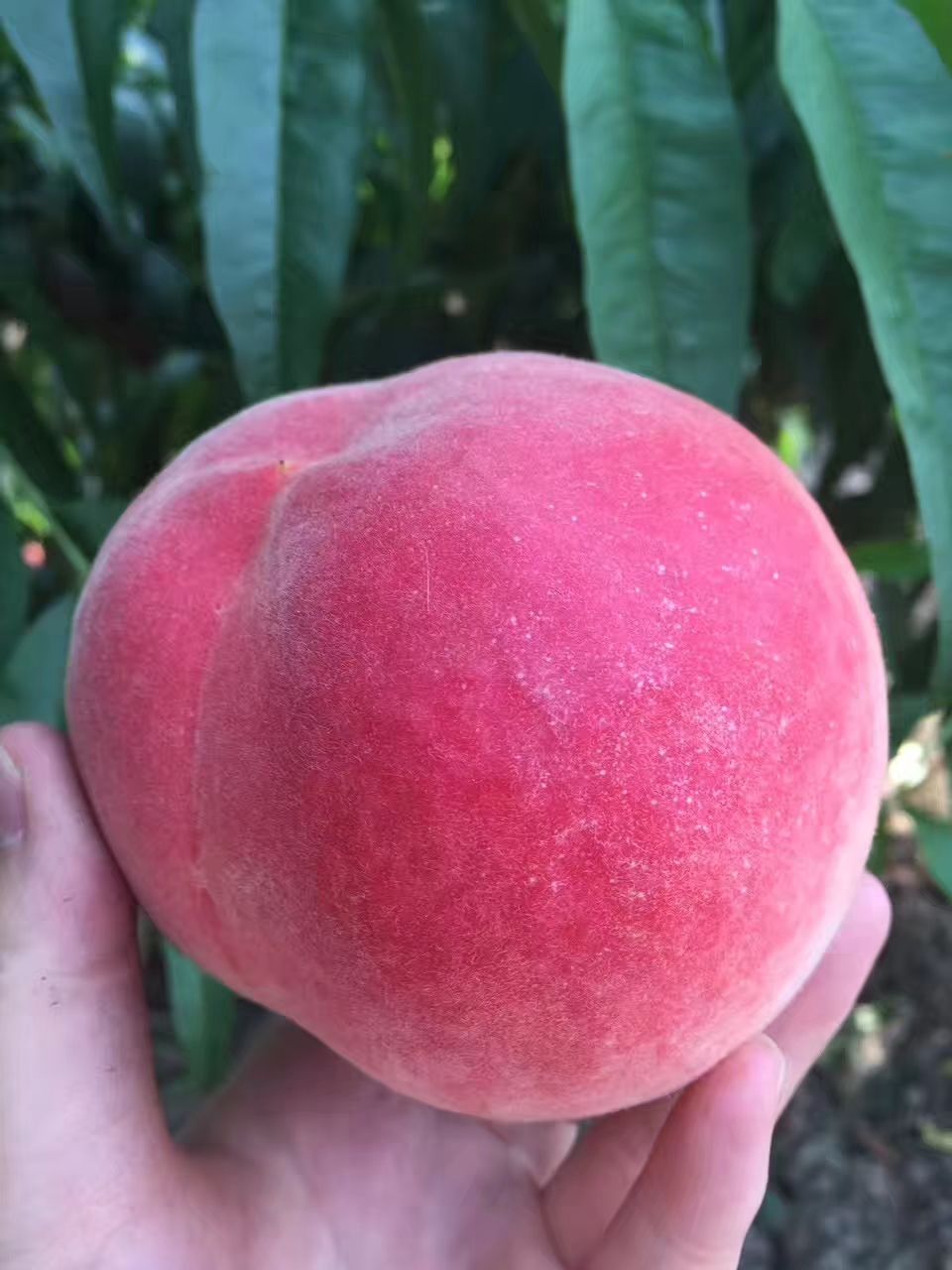 突围桃 纸袋突围
