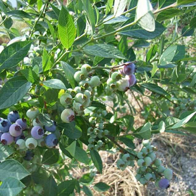 薄雾蓝莓苗 蓝莓树苗品种齐全 带果 带原土 现挖现发苗 包成活