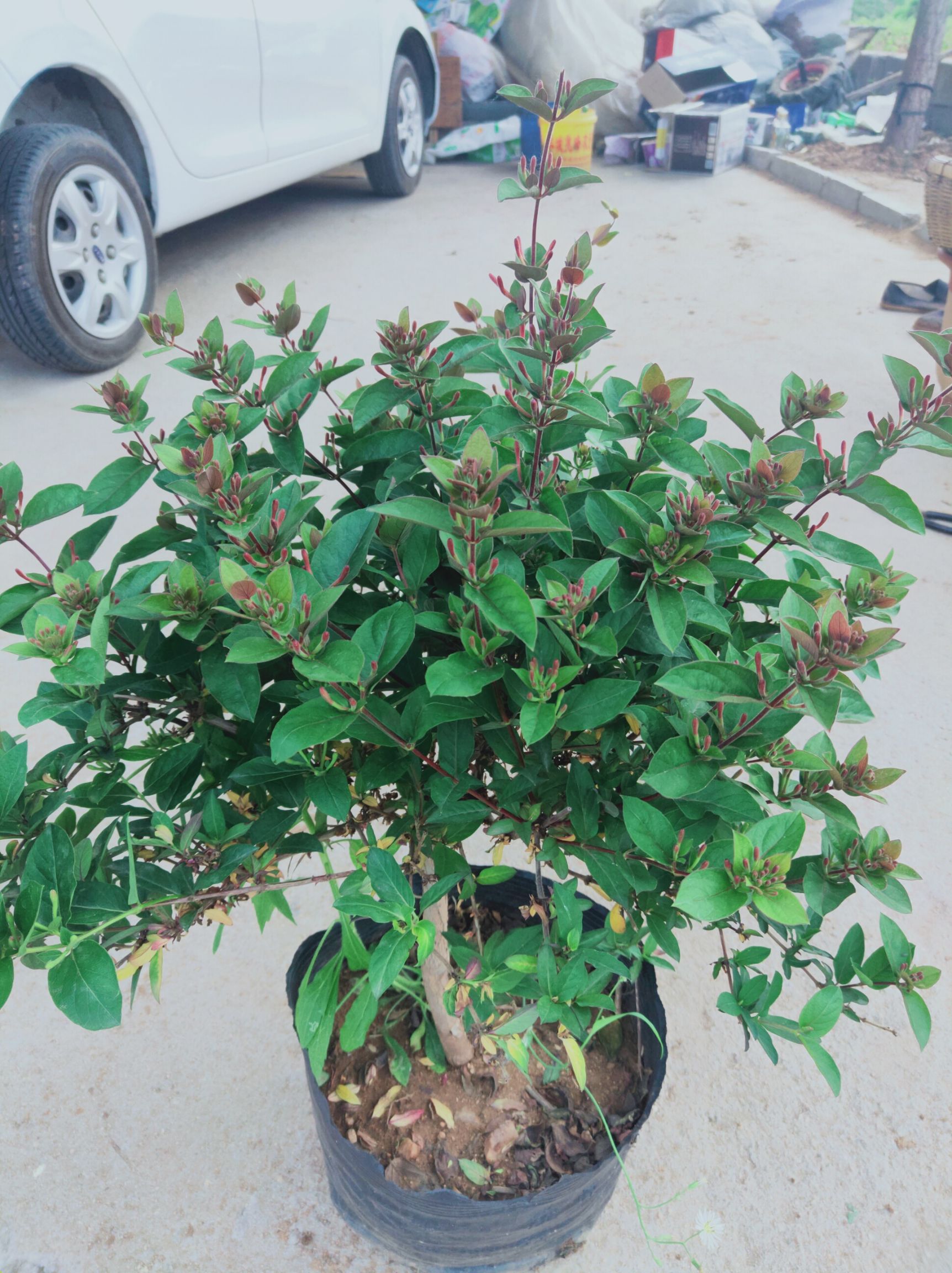 红色五彩金银花苗 五彩金银花苗观赏盆景泡茶花香怡人