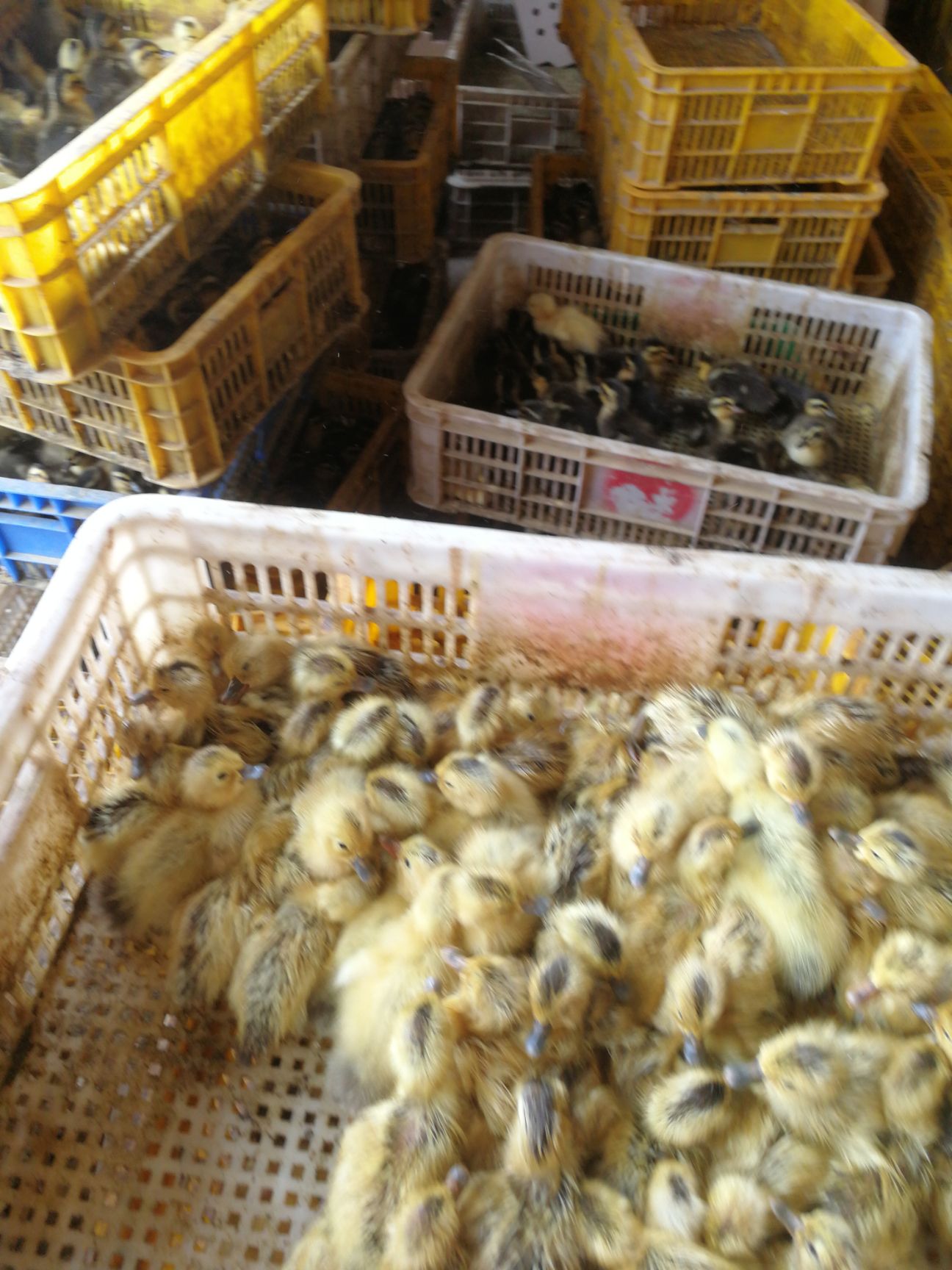 蛋鸭苗