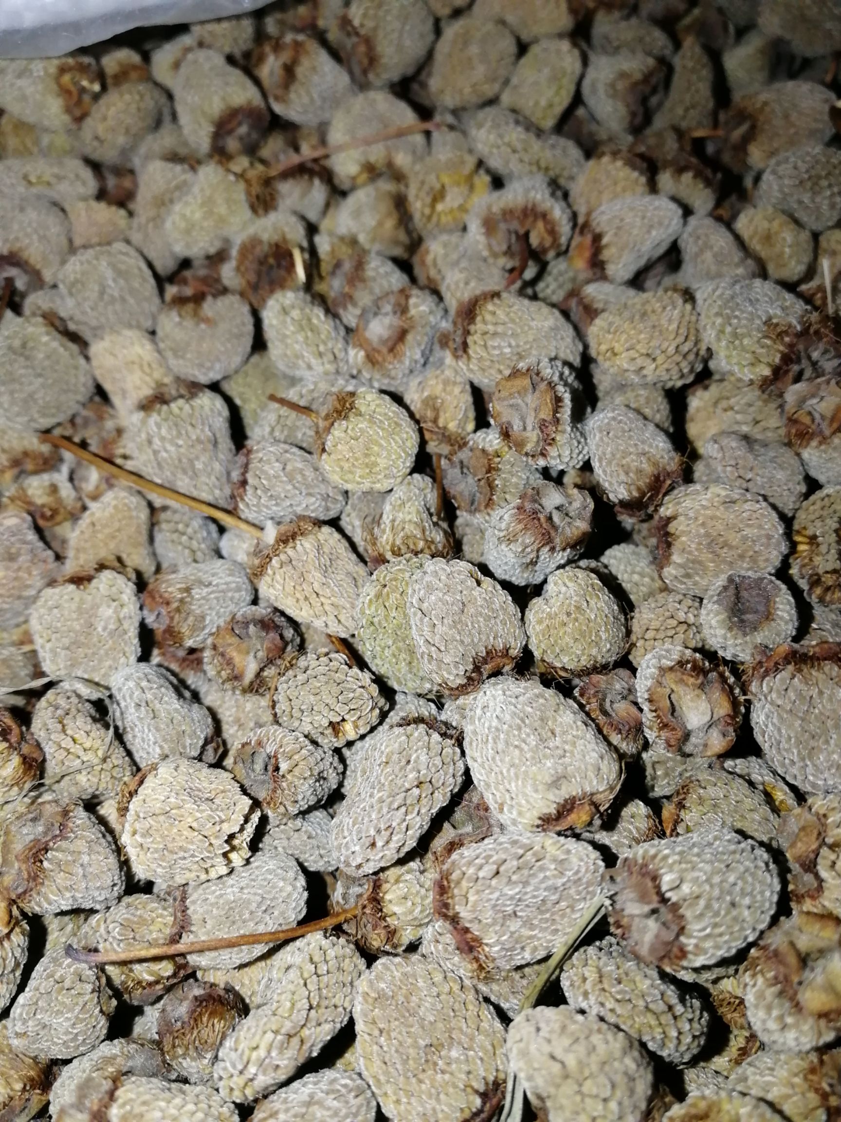 覆盆子 自产自销,覆盘子,自家地里种植,没喷过农药