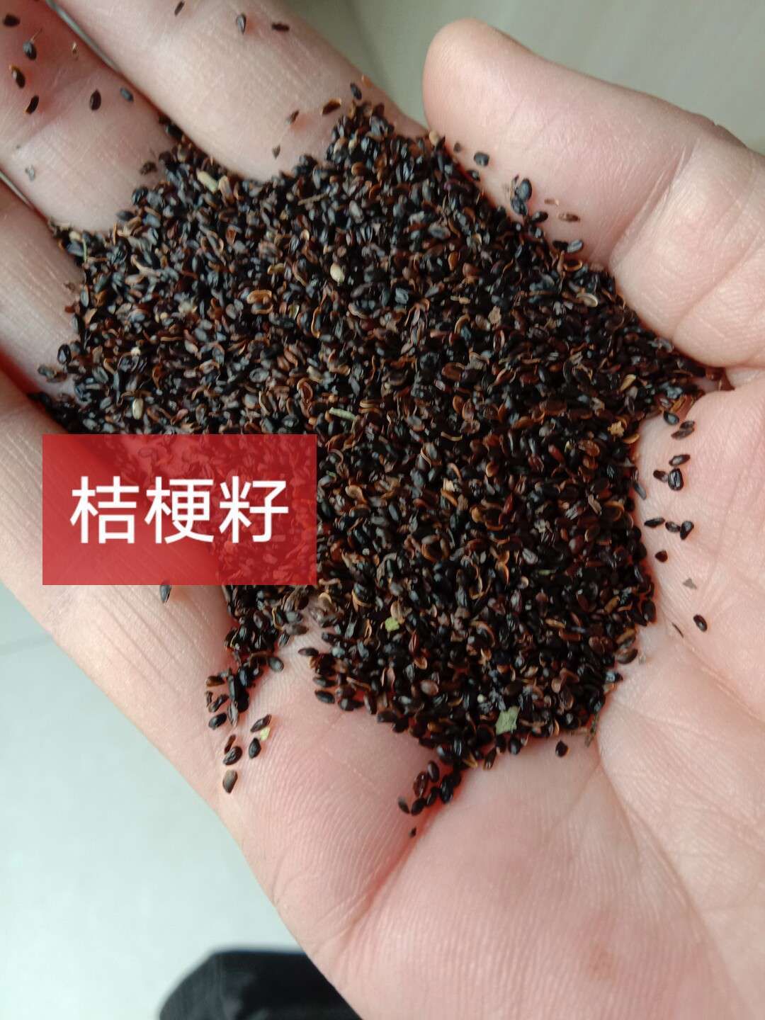 纯新桔梗种子