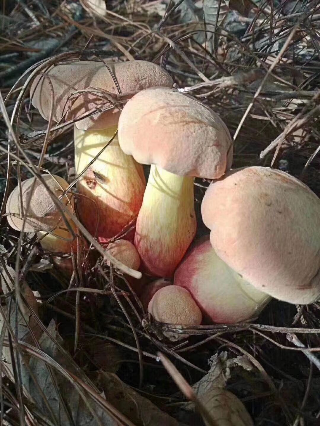 红葱菌 鲜牛肝菌 *生牛肝菌