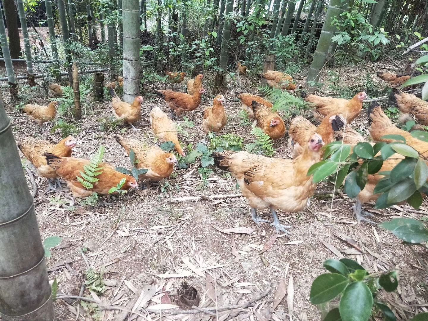 散养土鸡,山上放养,食山涧露水五谷杂粮,肉质鲜美.