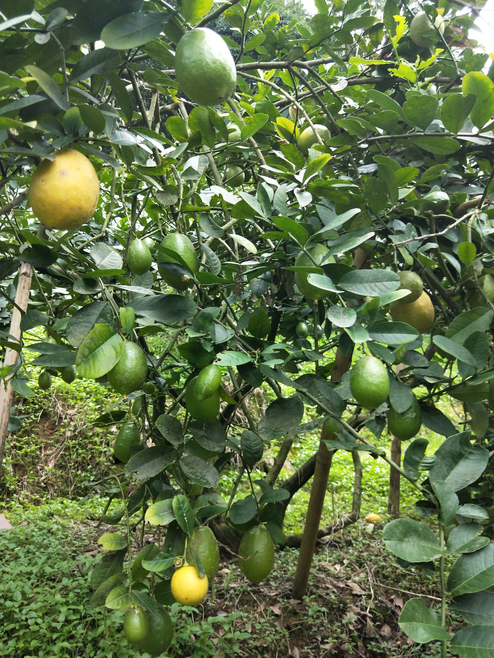 广东四季无籽香水柠檬(西柠)