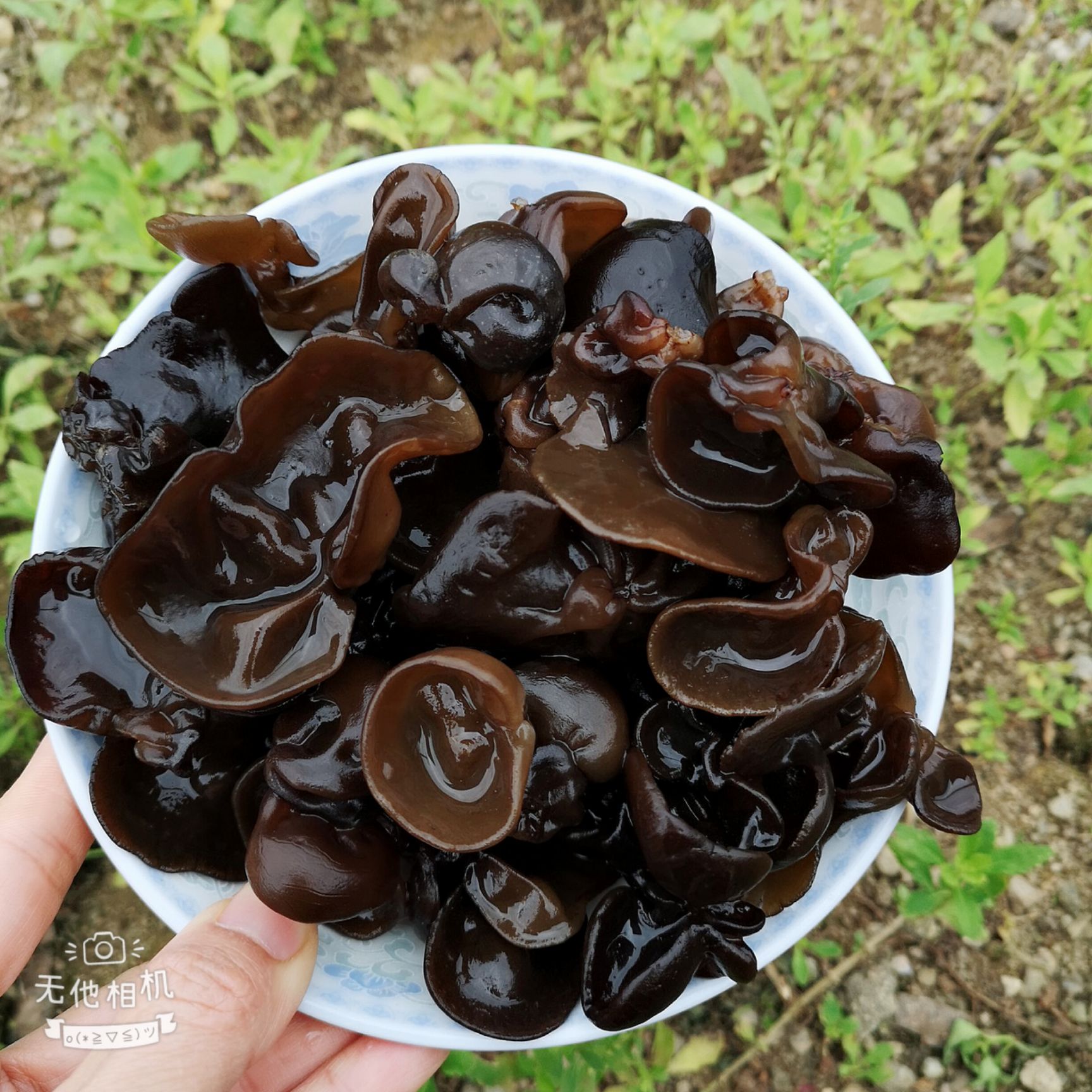 木耳400克/包