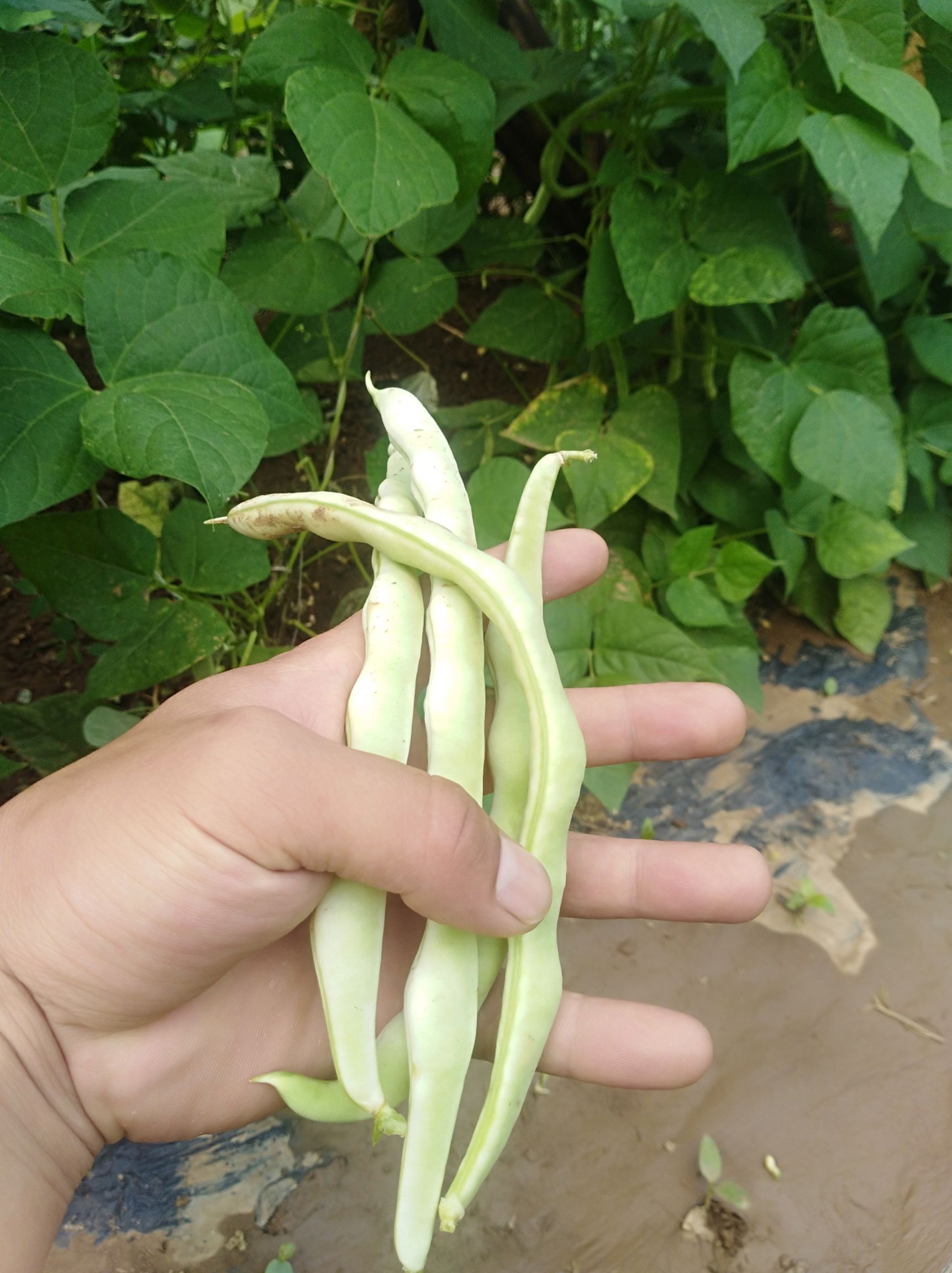 白芸豆 老来少