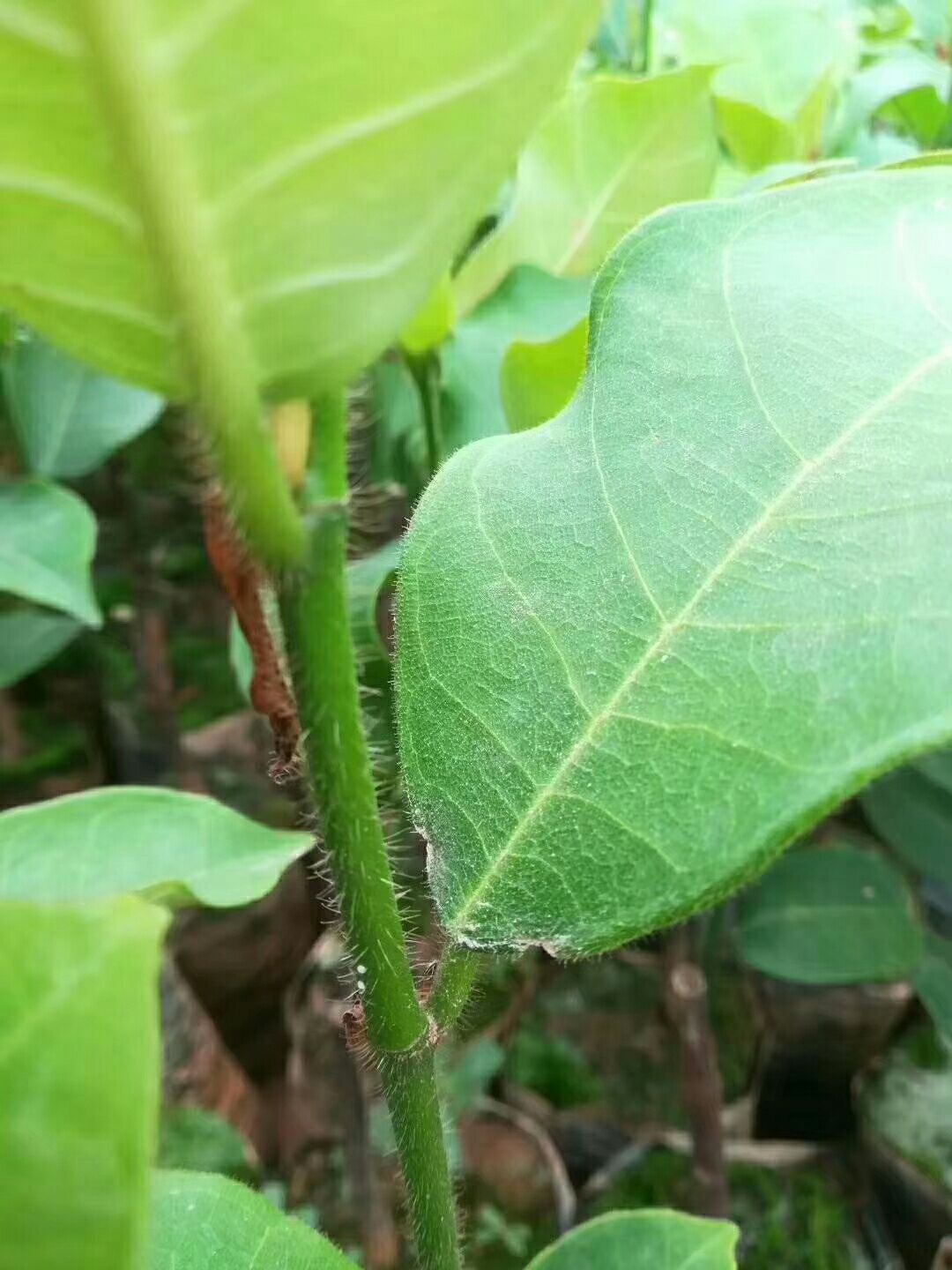 榴莲蜜树苗 榴莲密,正品嫁接苗