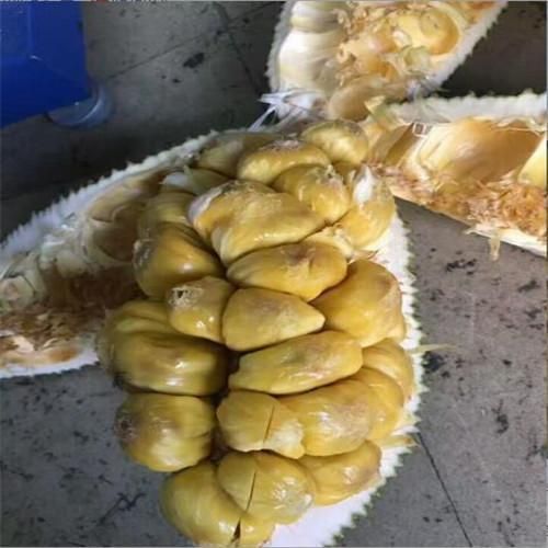 [榴莲蜜批发]榴莲蜜 越南季节水果供应价格100