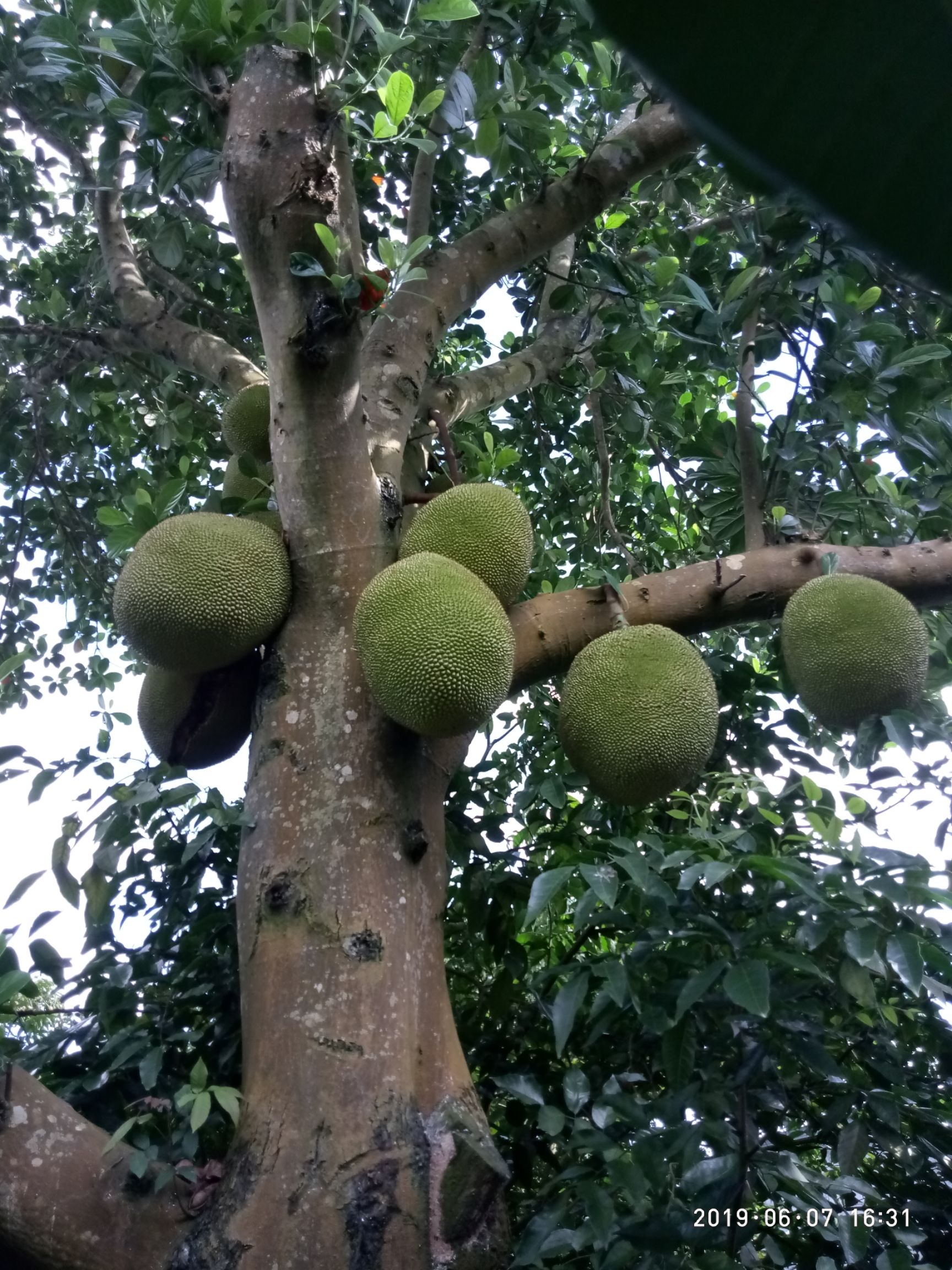 我果园大量供应茂名本地树菠萝及四季菠萝蜜