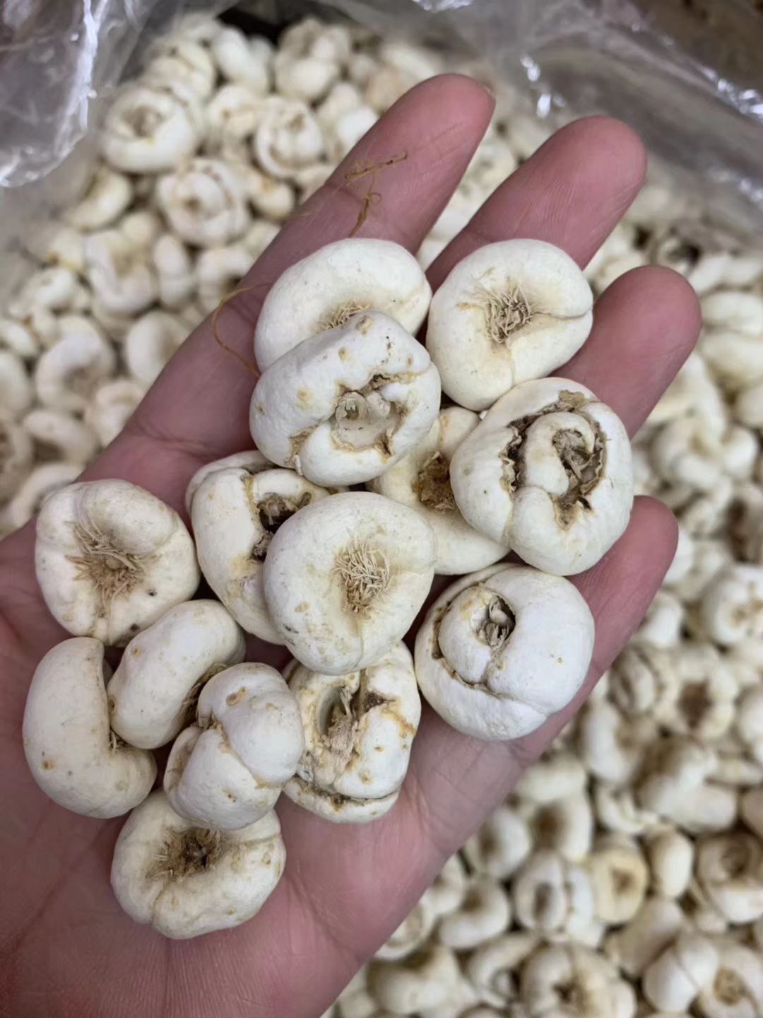 [川贝母批发]川贝母 特价大粒种植川贝。纯无硫