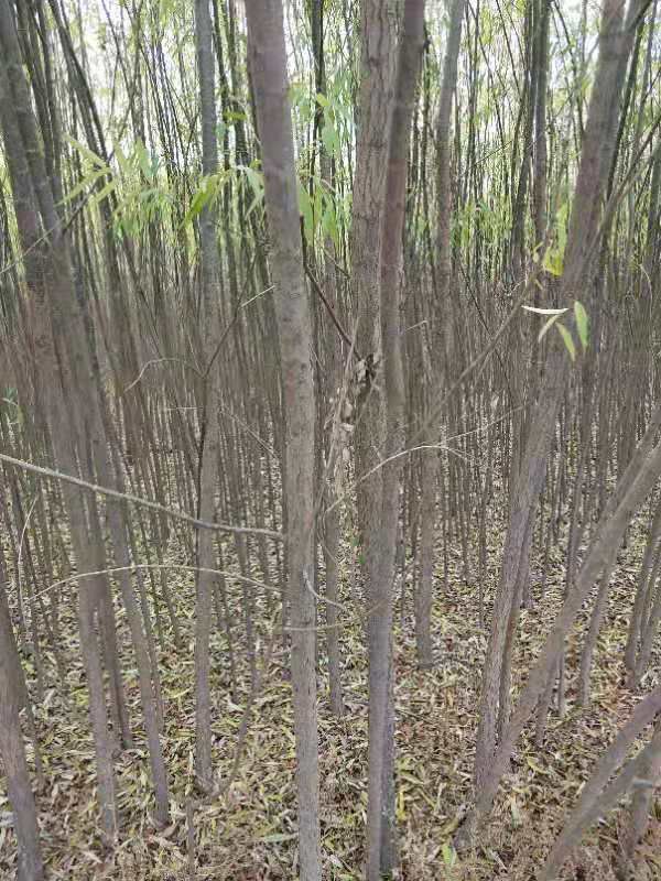 [柳树苗批发]柳树苗 直柳价格2.5元/棵 惠农网