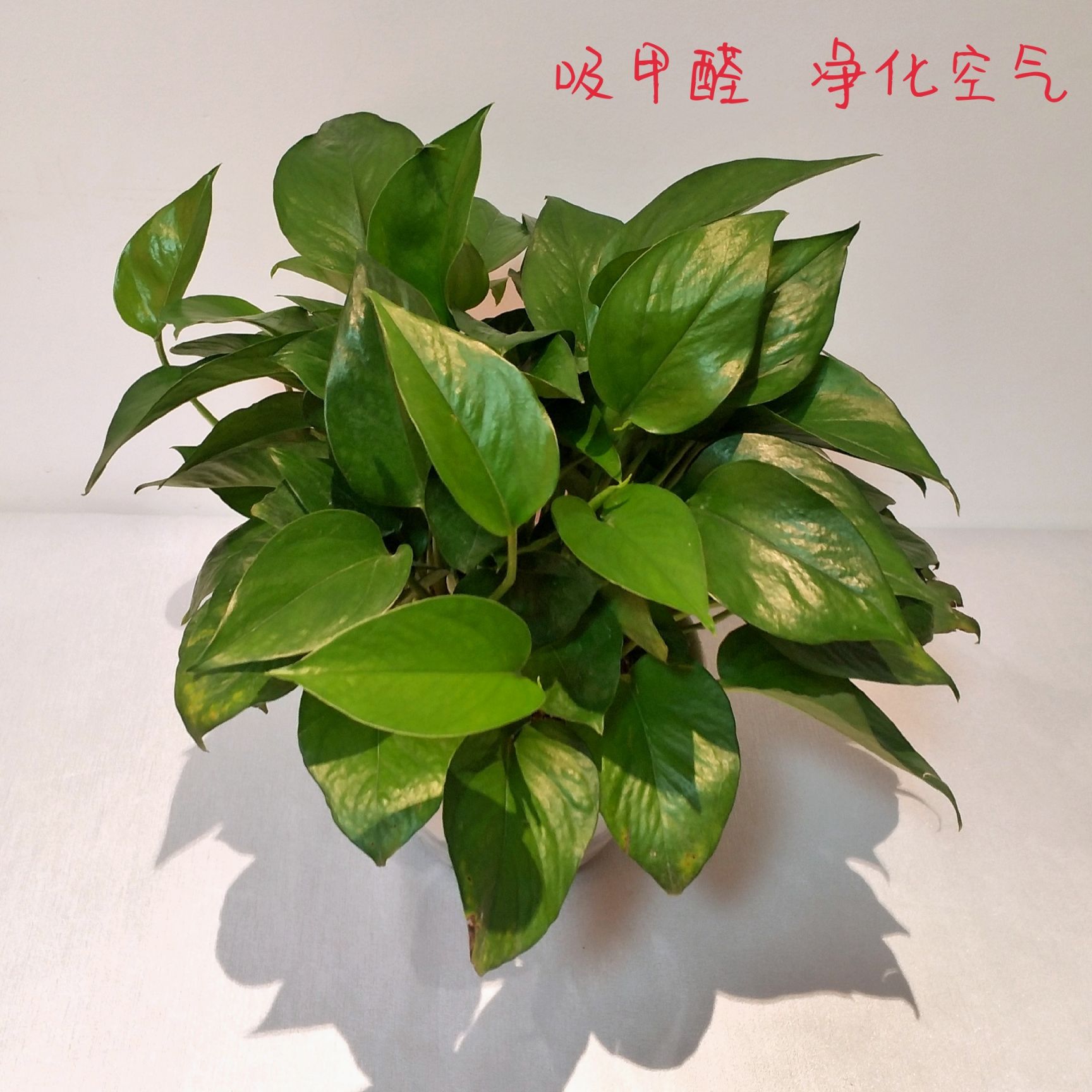 [绿萝批发] 大盆绿萝价格8.1元\/盆 1盆起批