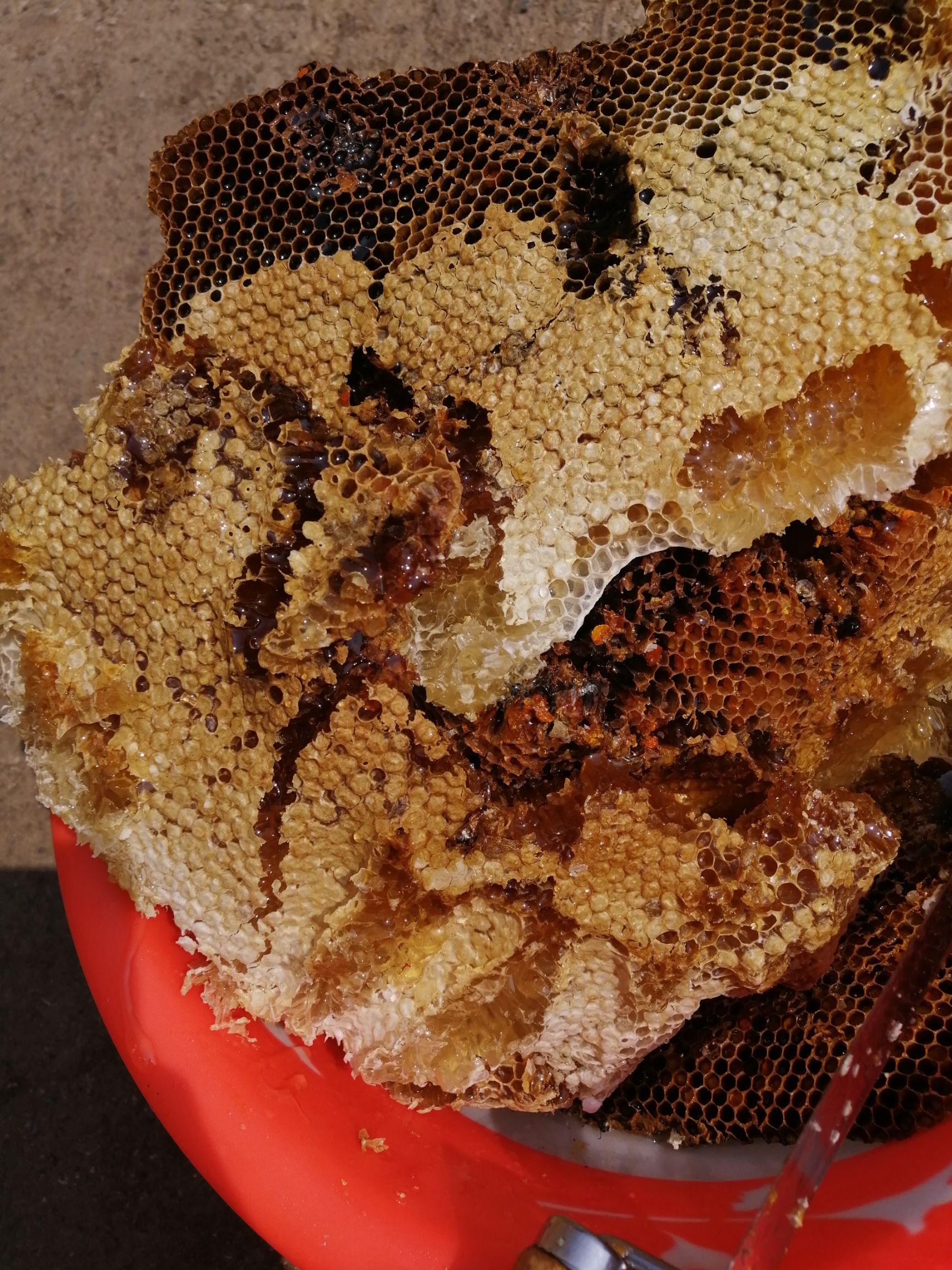 土蜂蜜 