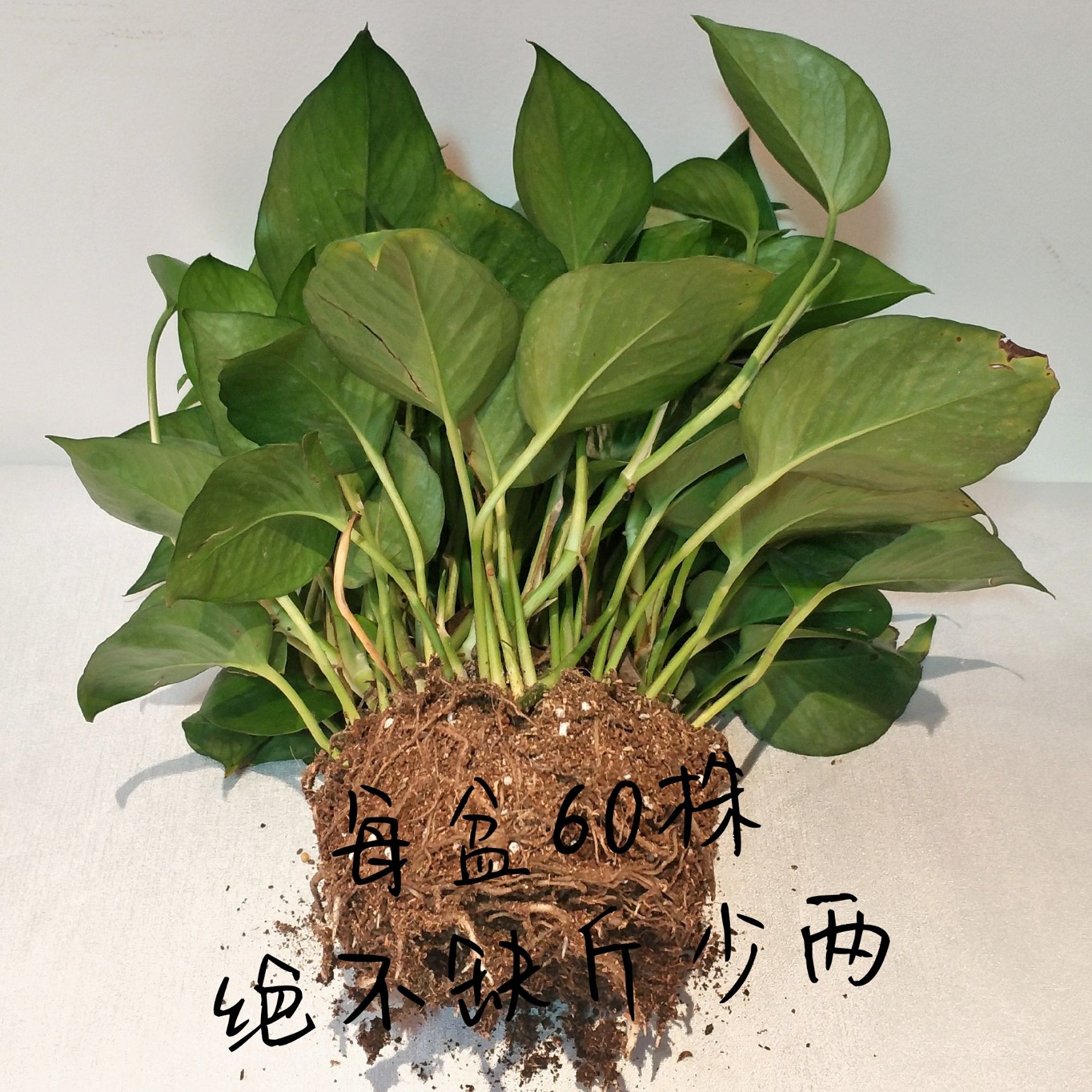 [绿萝批发] 大盆绿萝价格8.1元\/盆 1盆起批