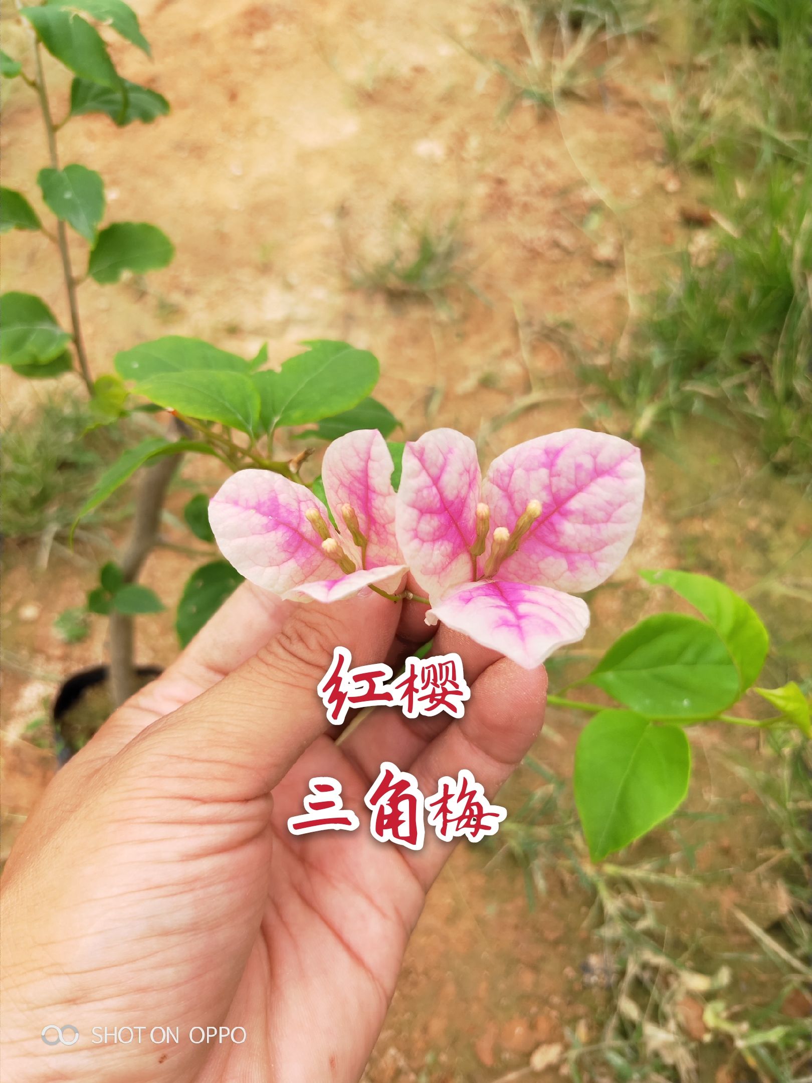 三角梅红樱三角梅主杆20福建漳州三角梅种植基地