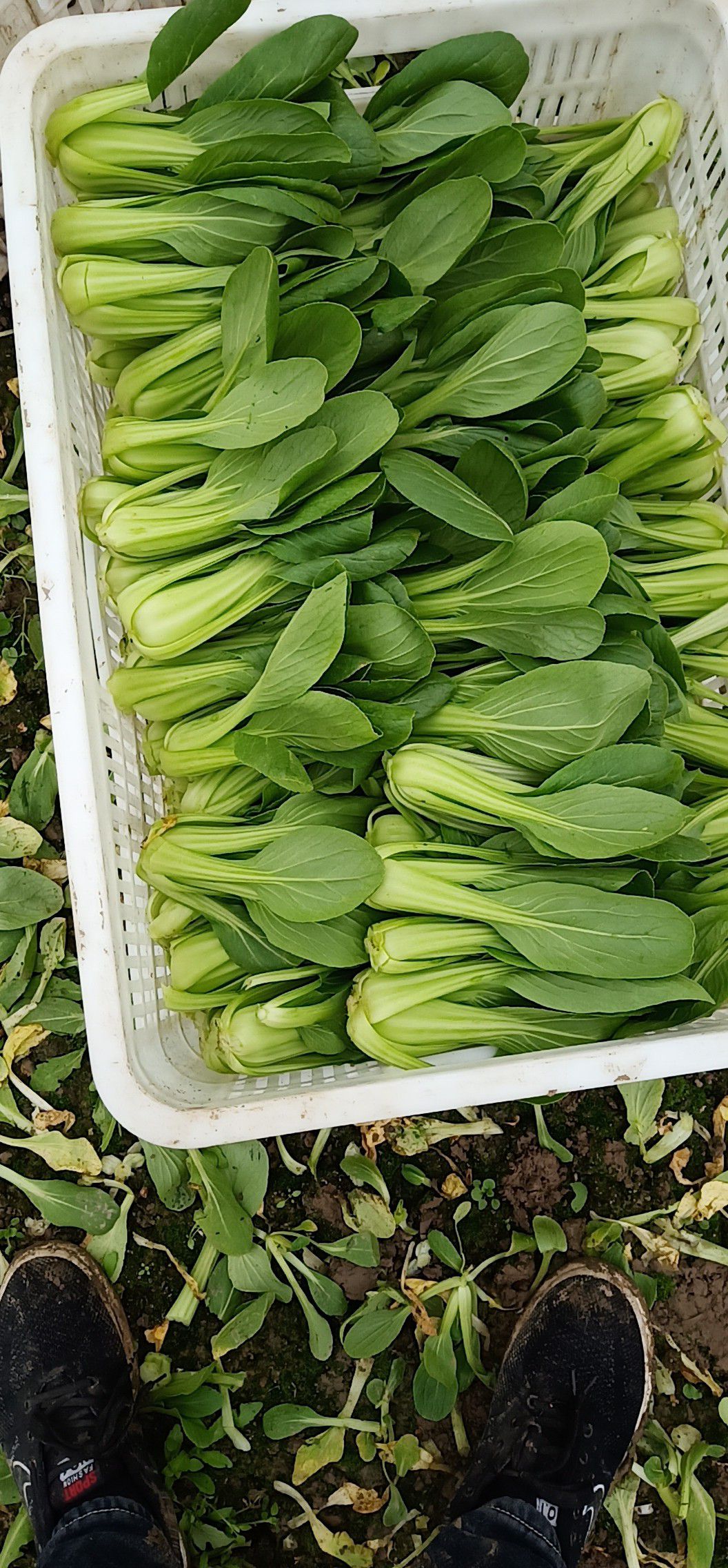 夏妃青梗菜 1~2两