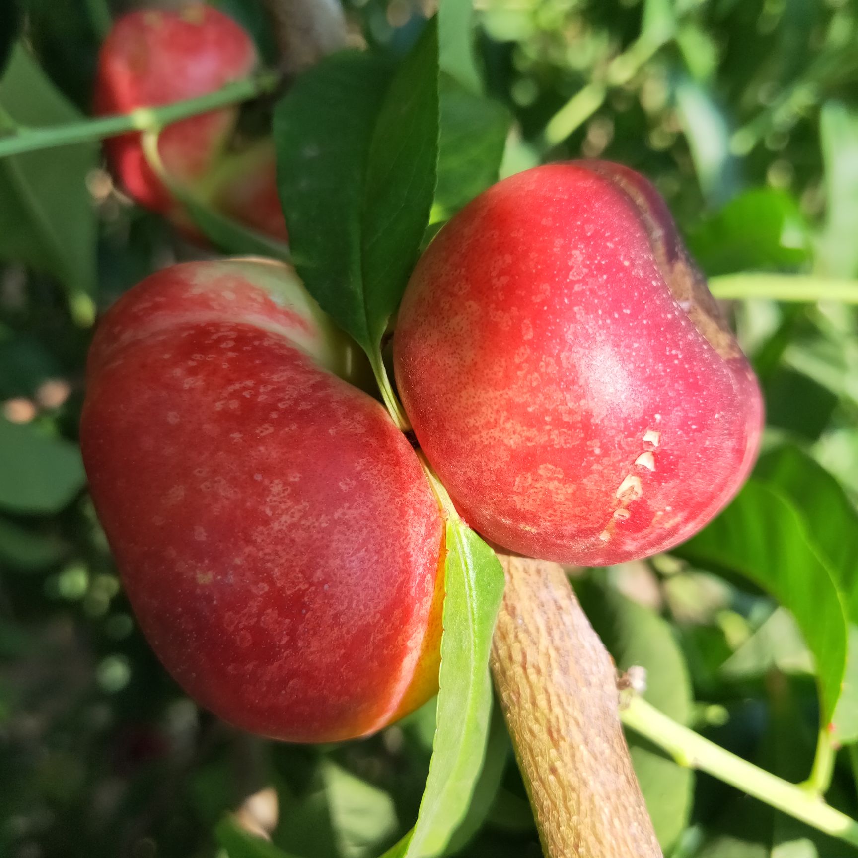珍珠油蟠桃苗 明月桃6月1日成熟,甜度20,需要苗的提前预定