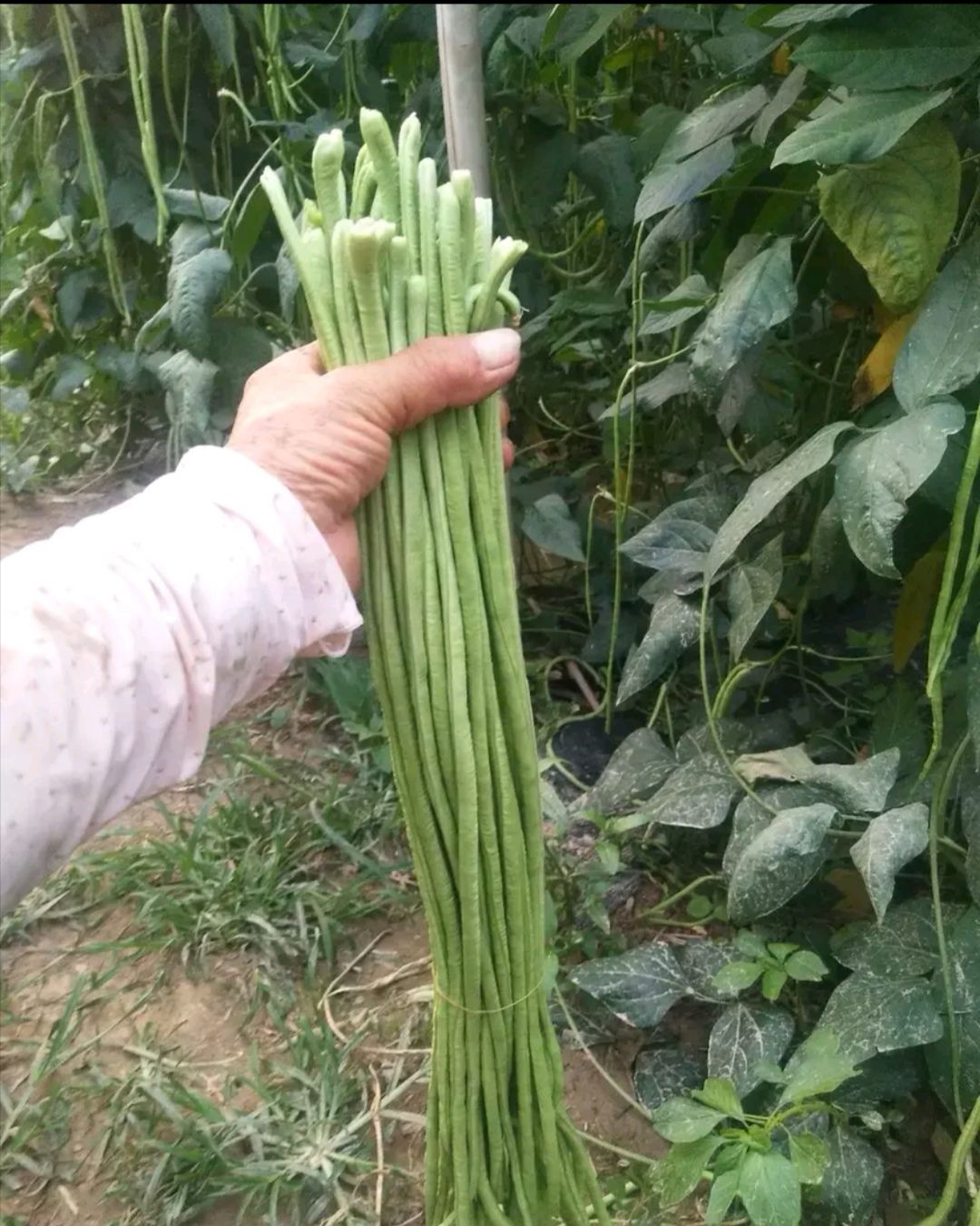 品种名:长豇豆 长度:70cm以上 是否打冷:打冷 表皮颜色:青