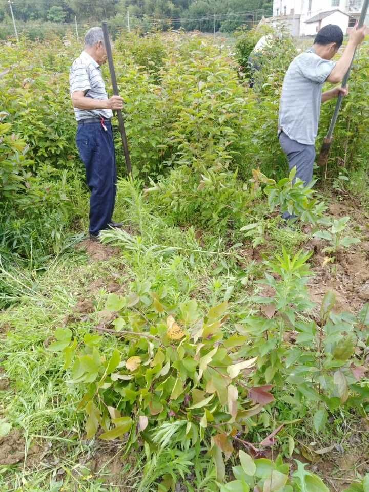 [半枫荷批发] 半枫荷,半枫荷种苗,工程苗,半枫荷种子