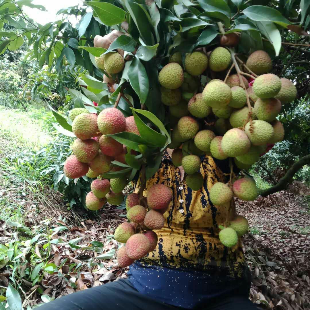 无核桂味妃子笑荔枝苗树嫁接荔枝树大苗四季南方荔枝树苖当年结果