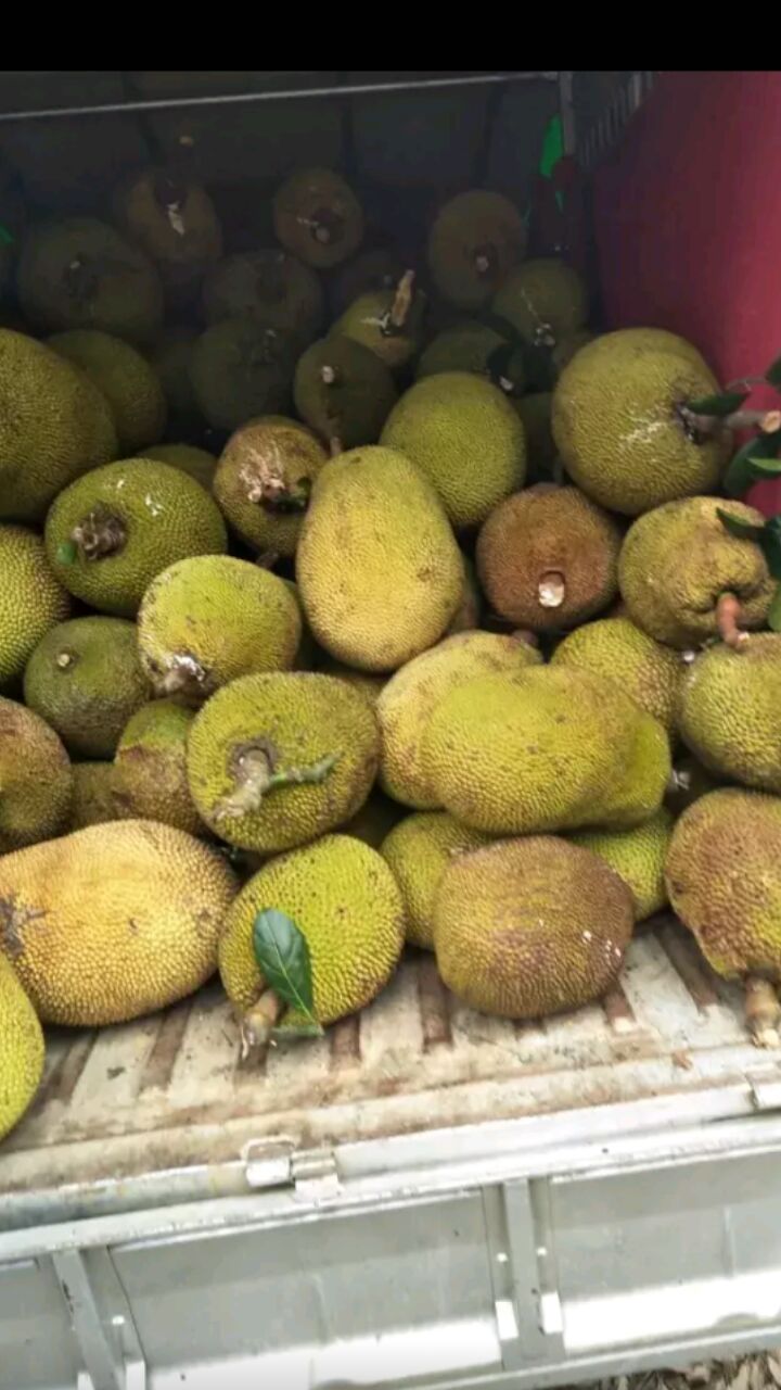 产地大量特产精品广东菠萝蜜