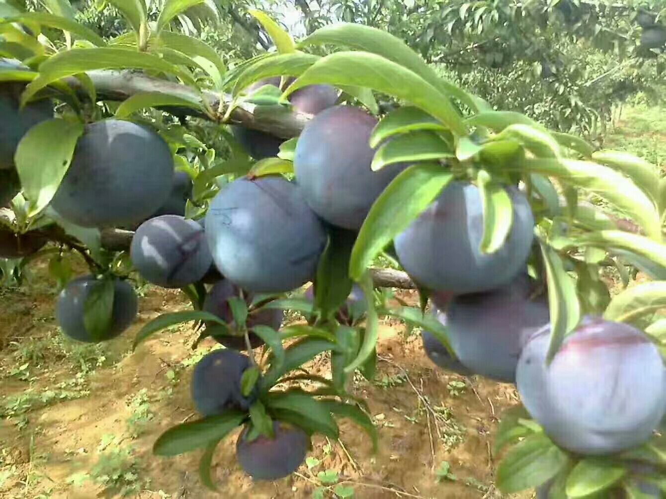 黑布林(李子)预售中