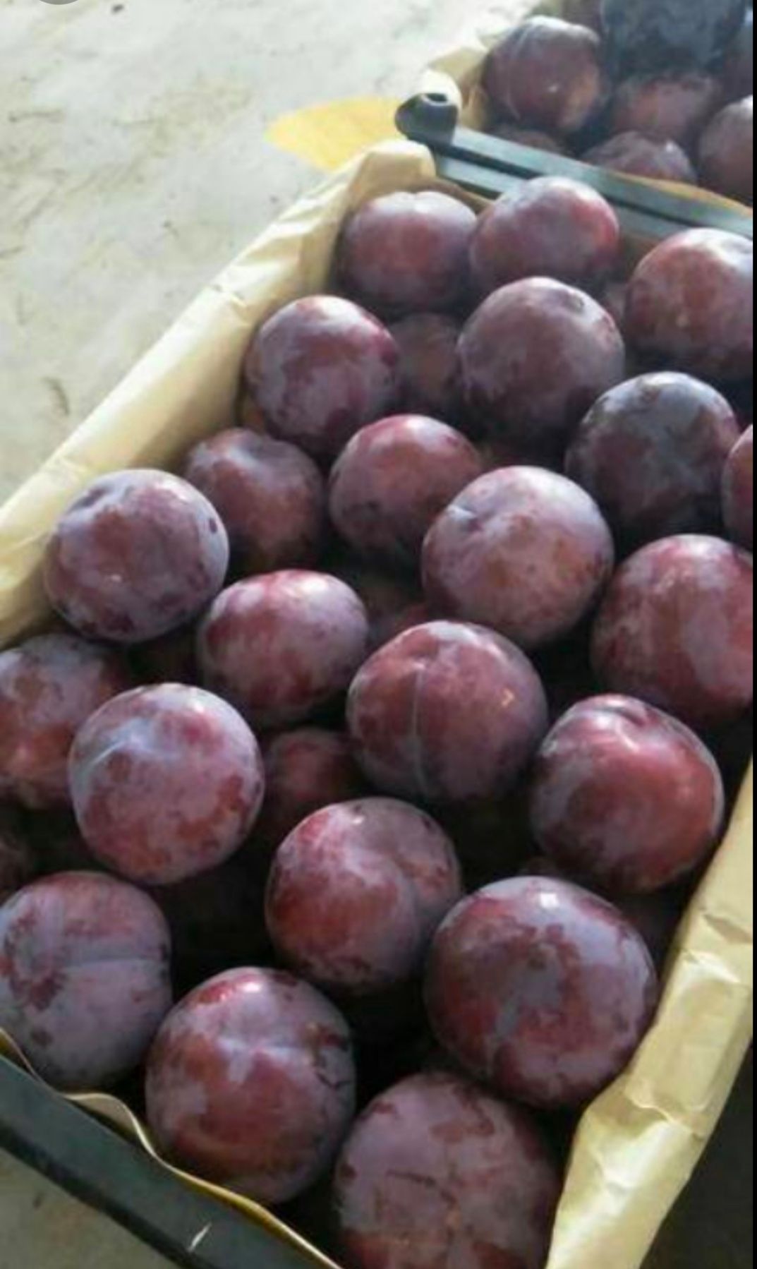 李子,黑布林,红布林