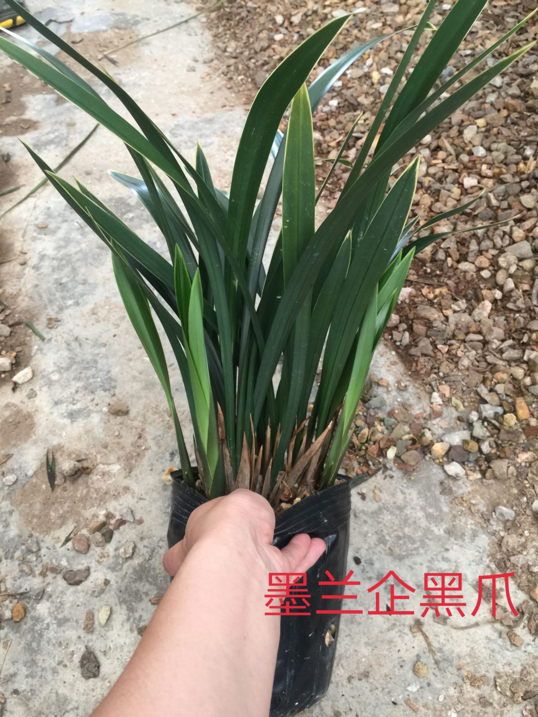 商品详情 墨兰企黑爪又名山川爪,金边墨兰名品,花期长达60多天,花开