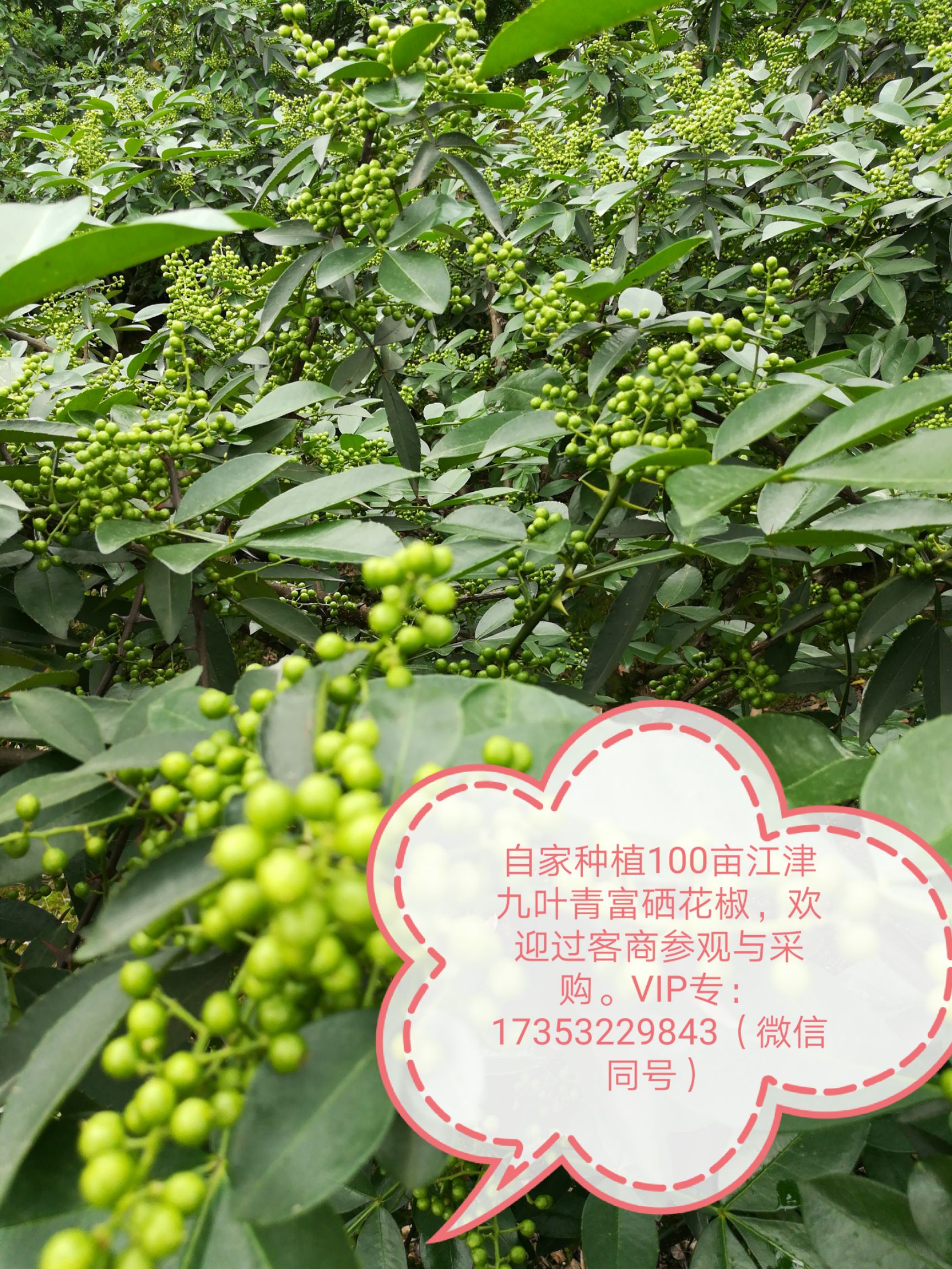 自产自销100亩有机农家肥生态九叶青花椒,基地位于重庆市江津区支坪镇